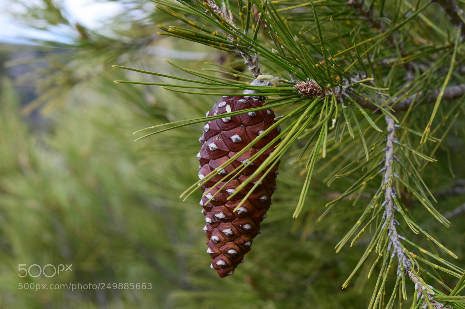 Nikon D3300 sample photo. Powerful green photography