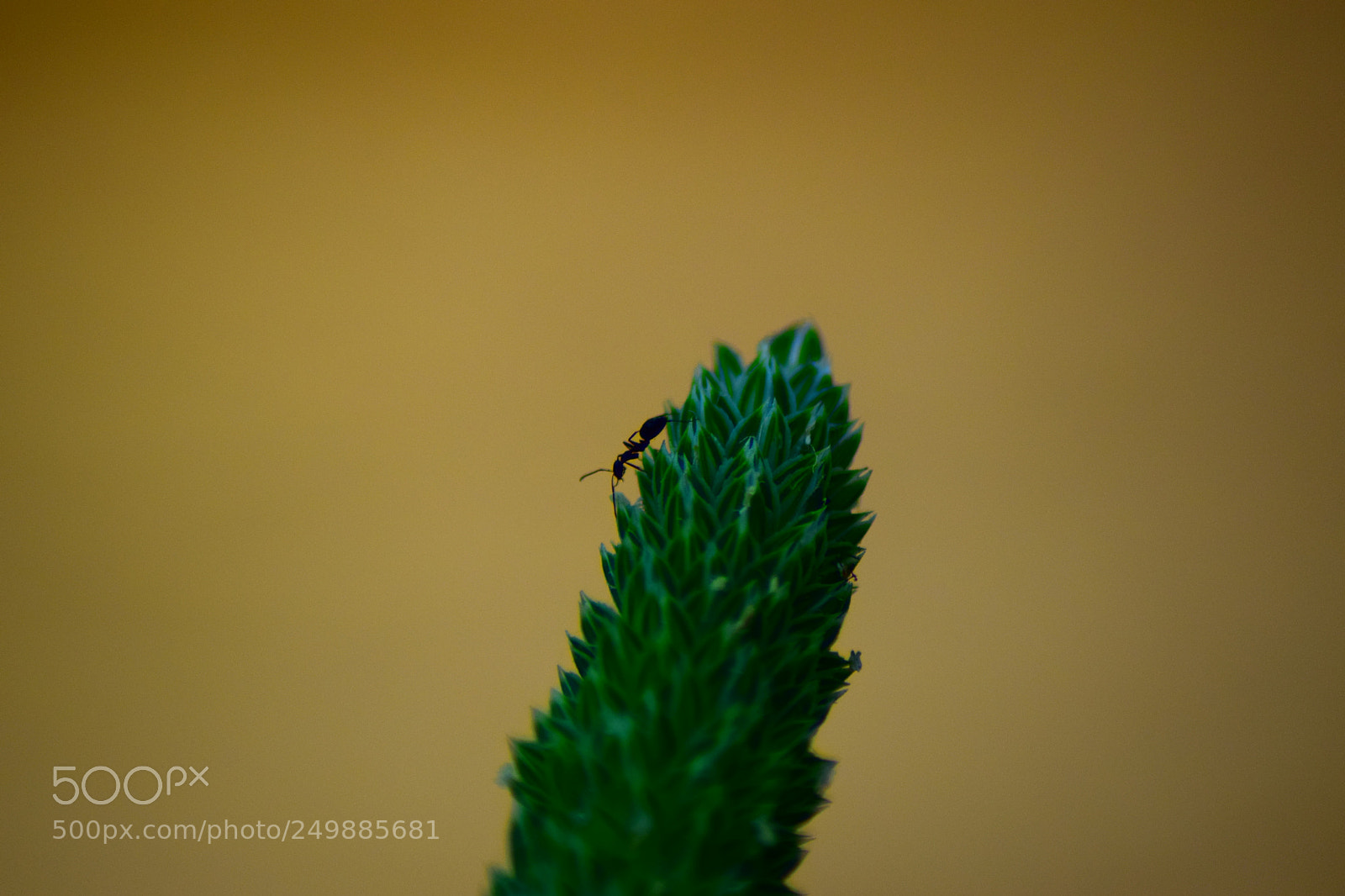 Nikon D3300 sample photo. ? photography