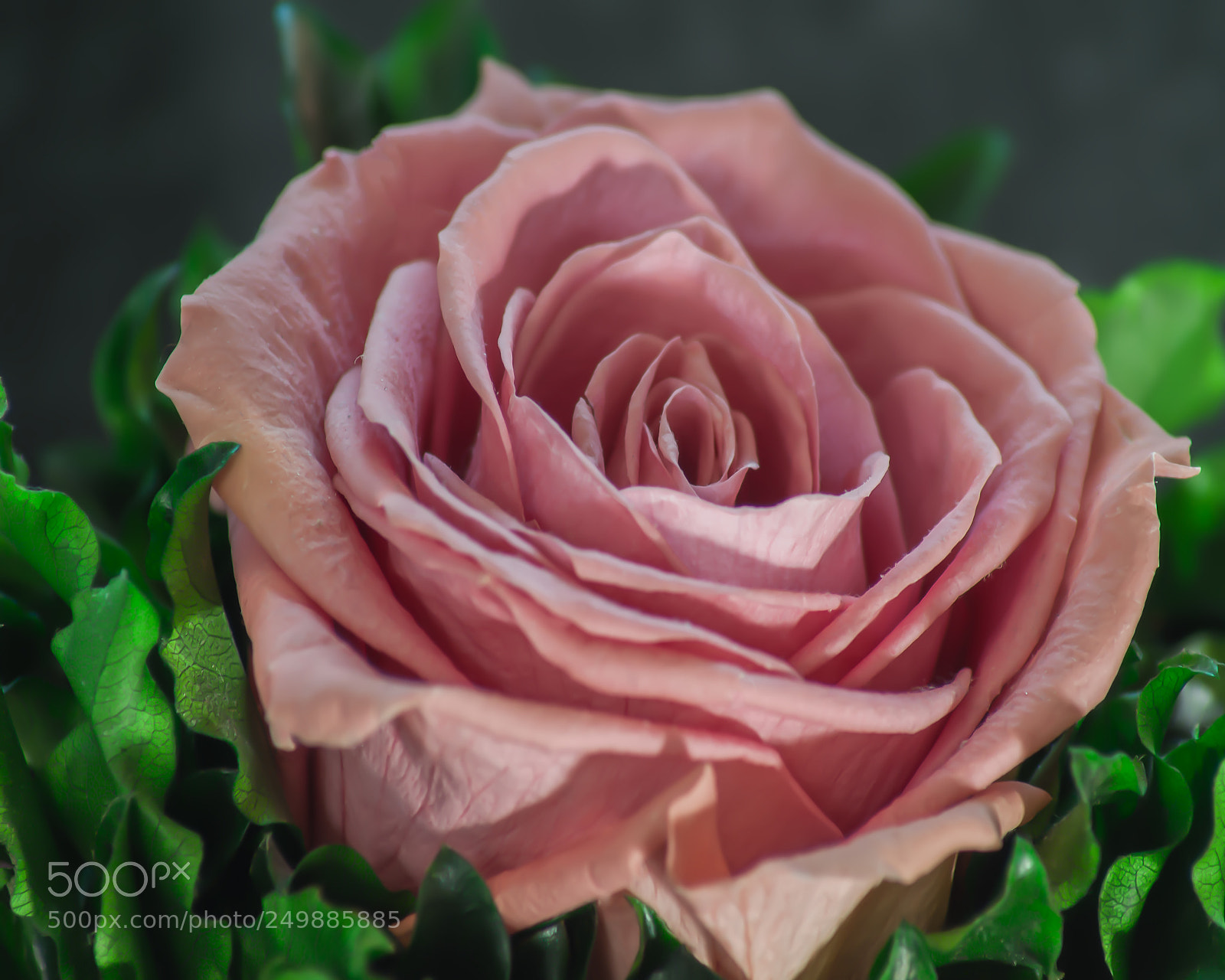 Nikon D300 sample photo. Pink rose photography