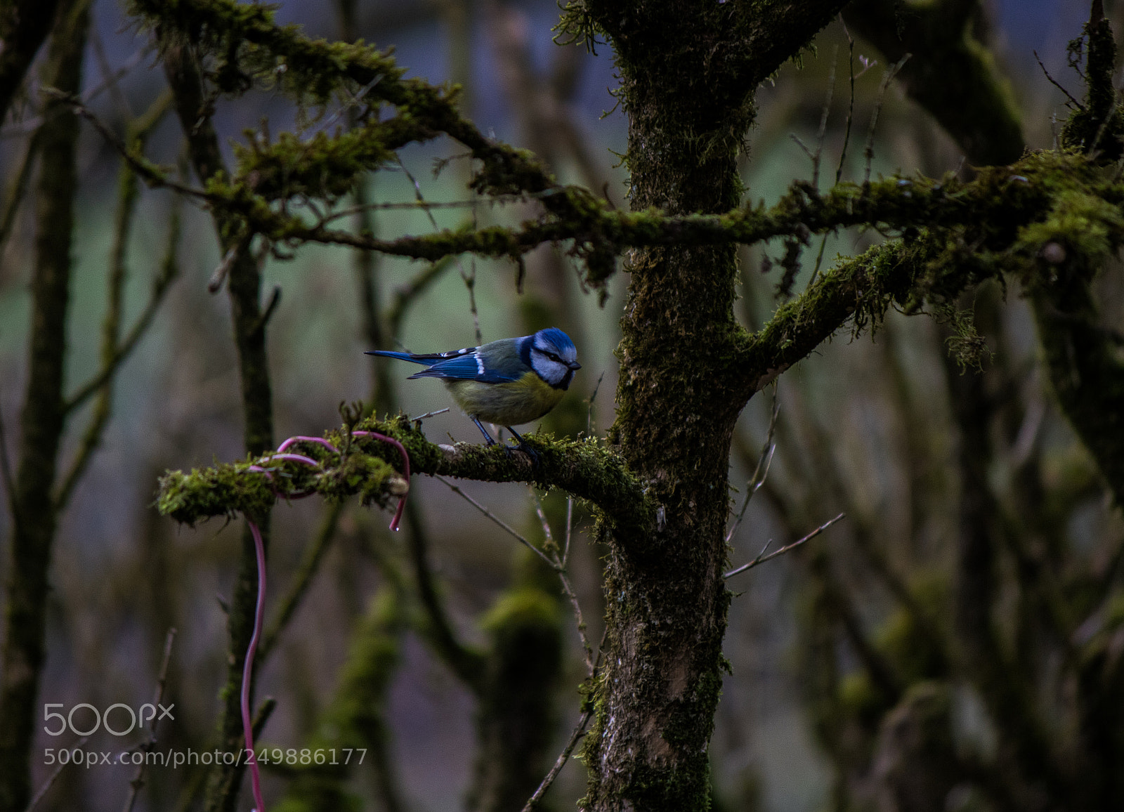 Canon EOS 760D (EOS Rebel T6s / EOS 8000D) sample photo. Blue!! photography