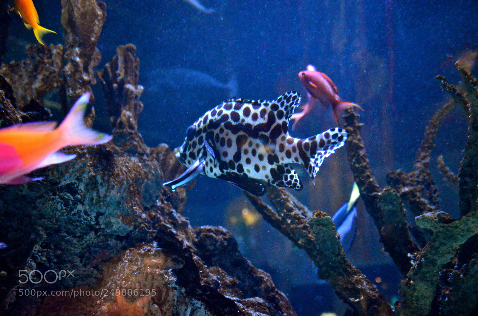 Nikon D7000 sample photo. Under the sea photography