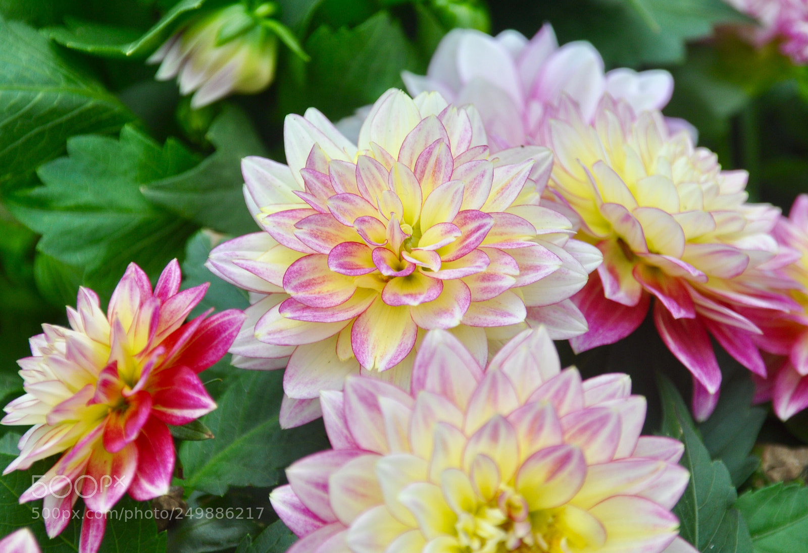 Nikon D90 sample photo. 　dahlia photography