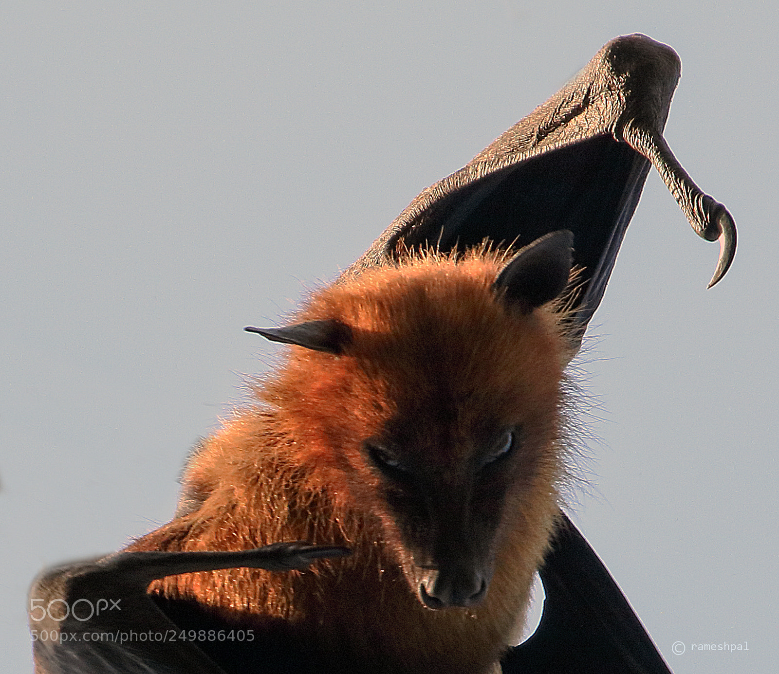 Canon EOS 760D (EOS Rebel T6s / EOS 8000D) sample photo. Bat fury photography