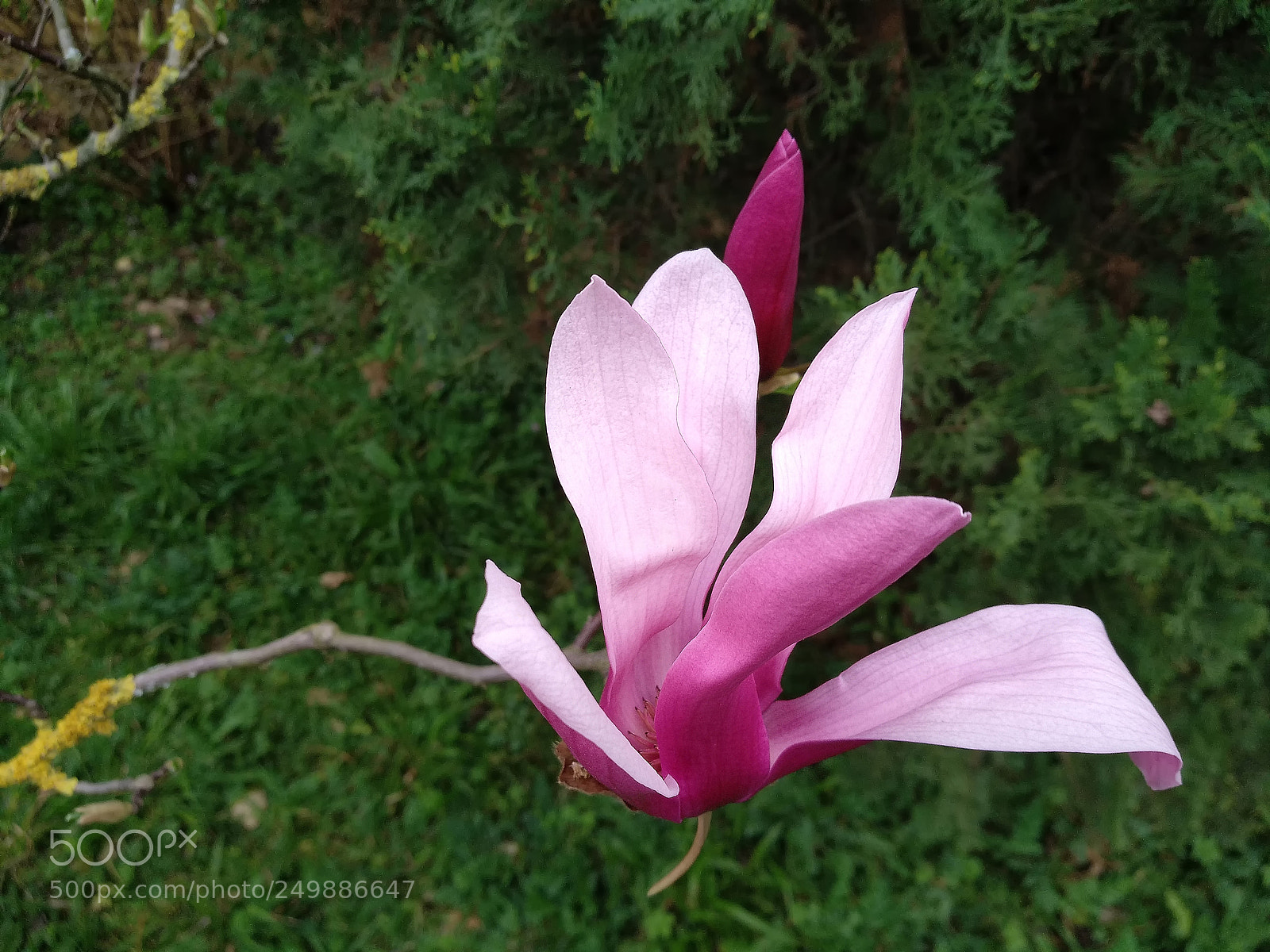 Xiaomi MI MAX 2 sample photo. Pink magnolia.. photography