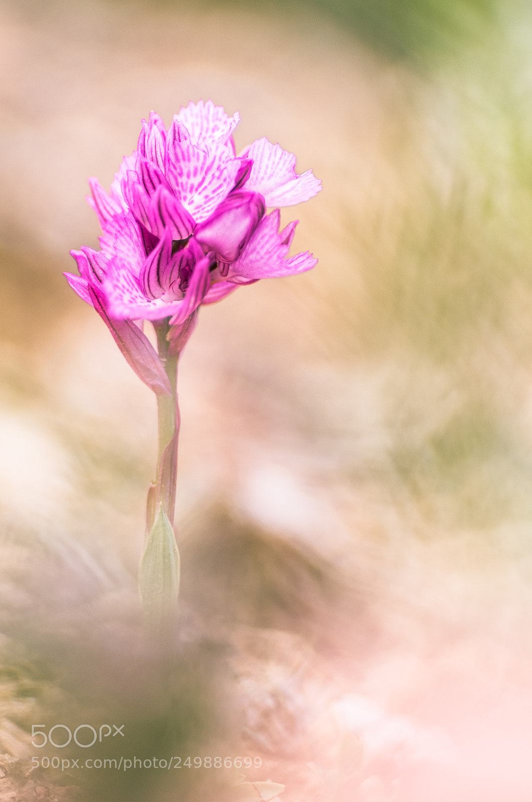 Fujifilm X-T10 sample photo. Orchis papilonacea 18´ i photography