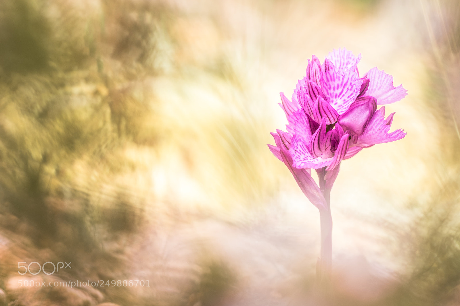Fujifilm X-T10 sample photo. Orchis papilonacea 18´ii photography