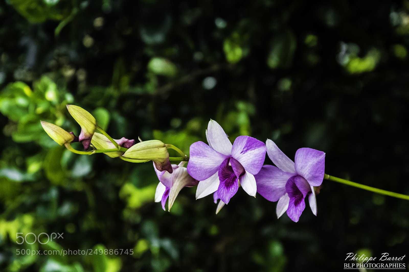 Nikon D7200 sample photo. Orchidée photography