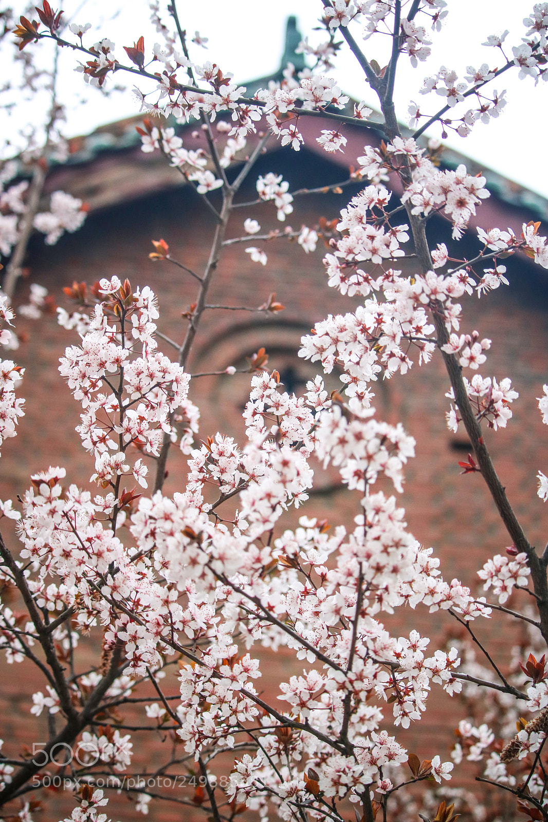 Canon EOS 750D (EOS Rebel T6i / EOS Kiss X8i) sample photo. Flower photography