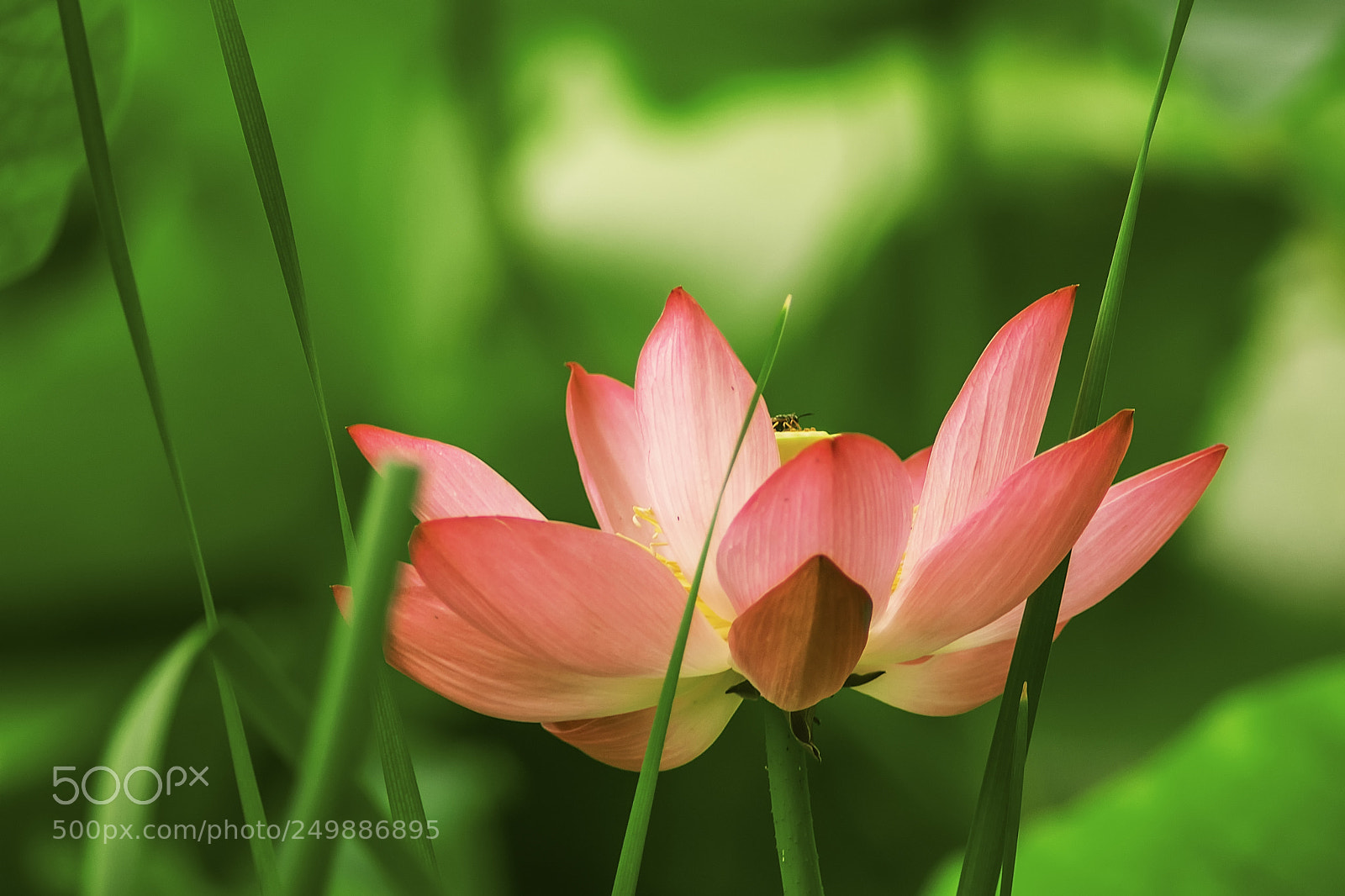 Nikon D5300 sample photo. Flower荷花 photography