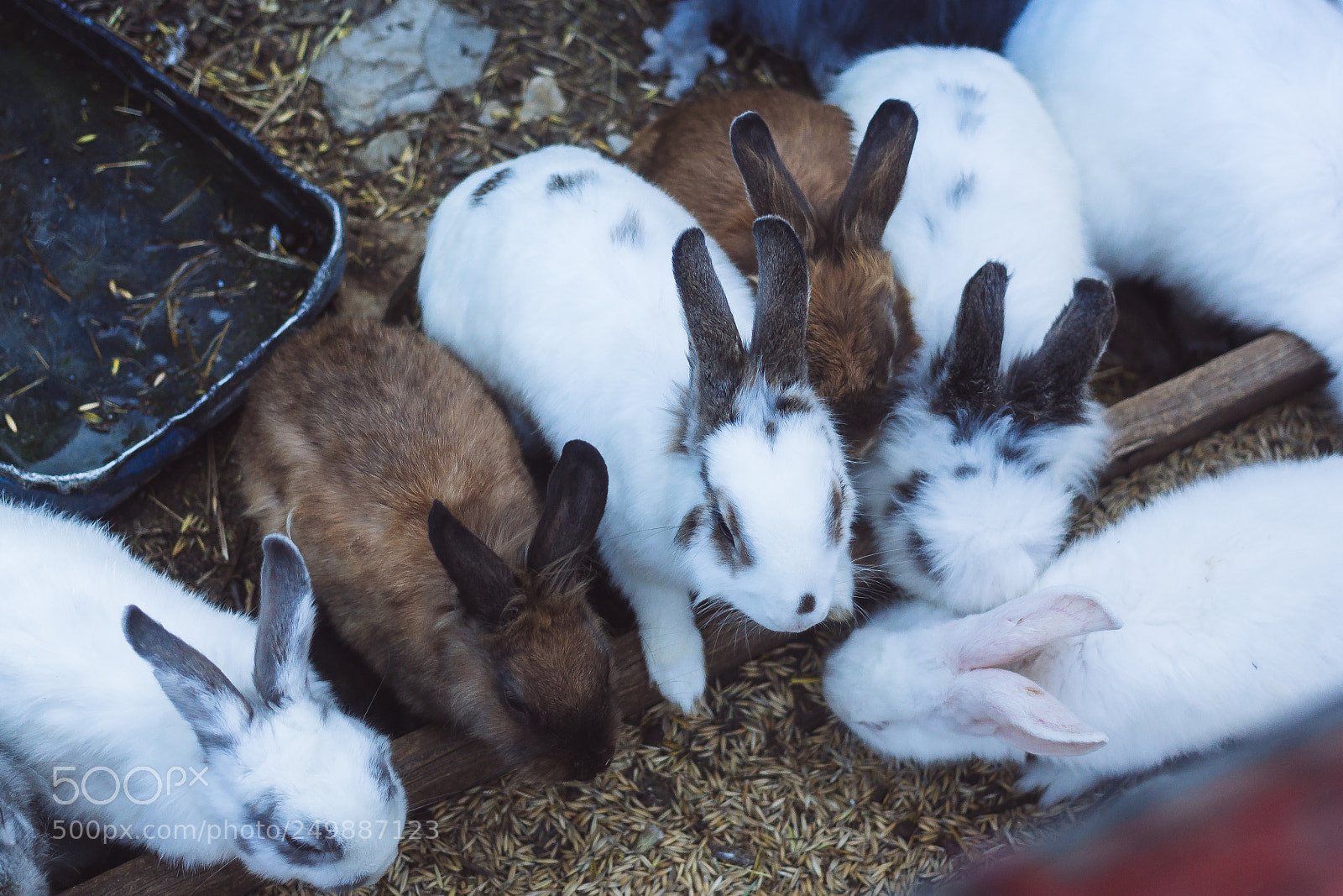 Canon EOS 650D (EOS Rebel T4i / EOS Kiss X6i) sample photo. Bunnies photography