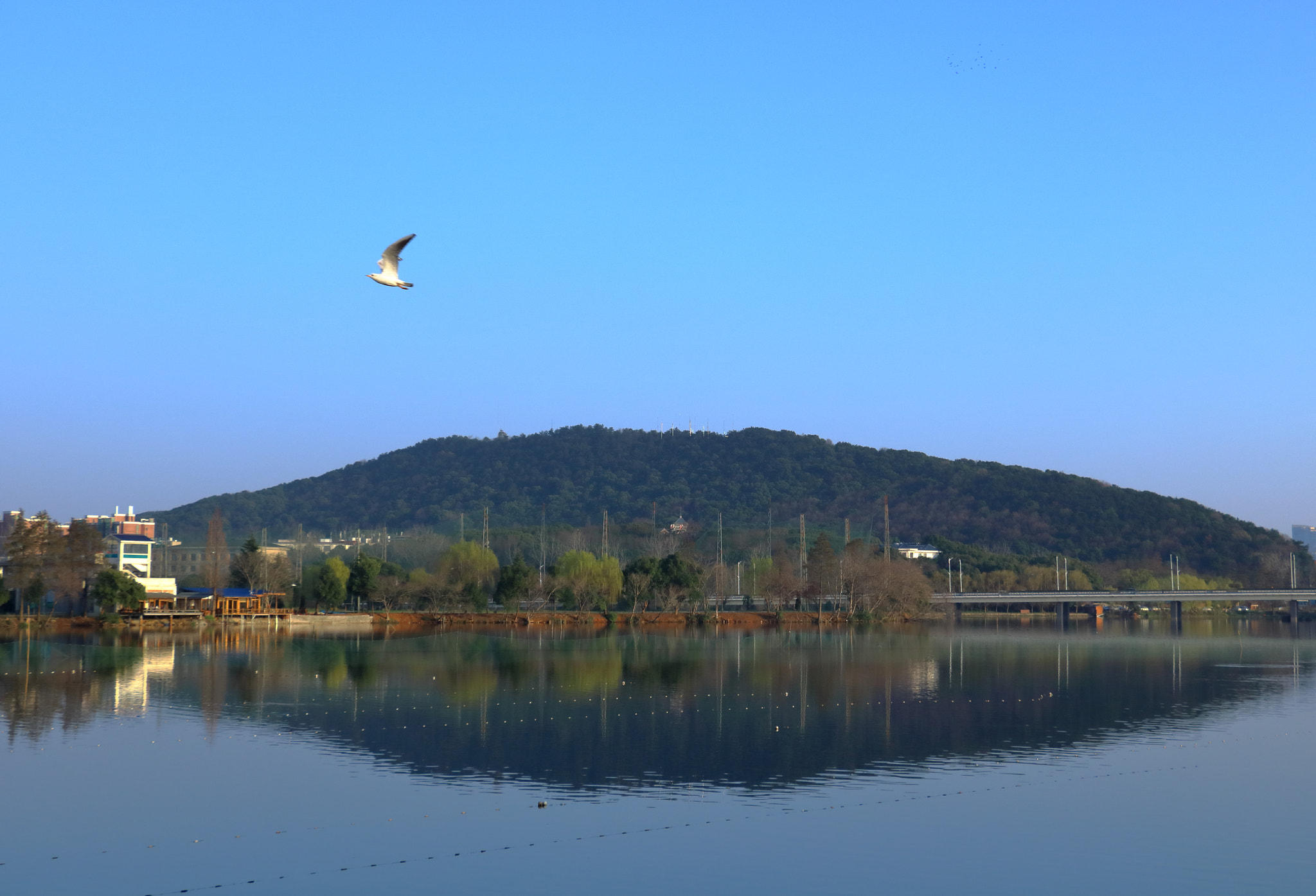 Canon EOS 760D (EOS Rebel T6s / EOS 8000D) sample photo. Flappy bird photography
