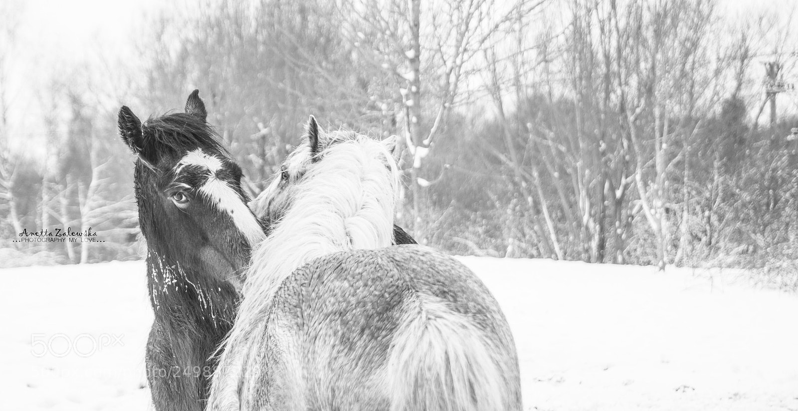 Nikon D3300 sample photo. This is love... photography
