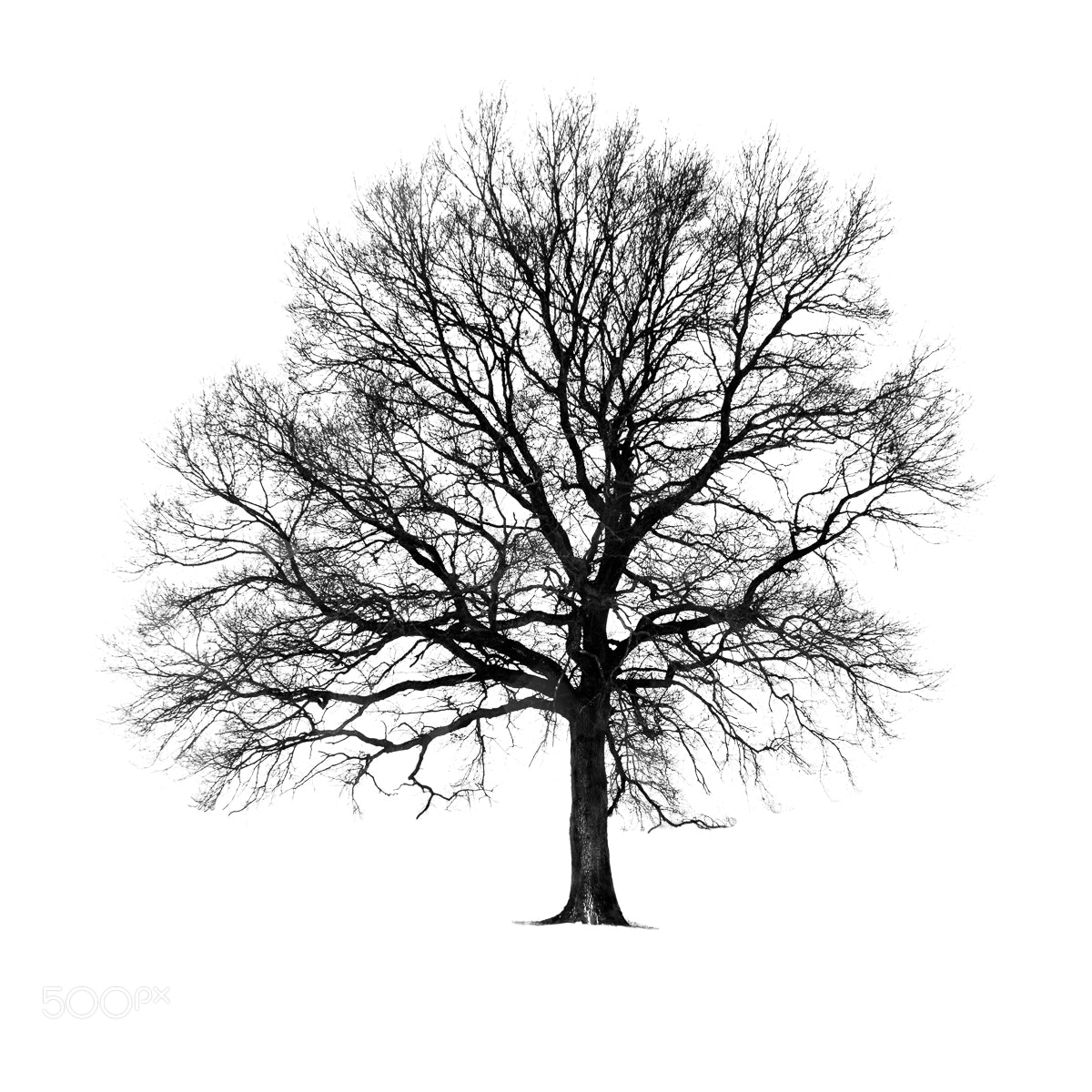 Canon PowerShot G7 X sample photo. Lone tree photography