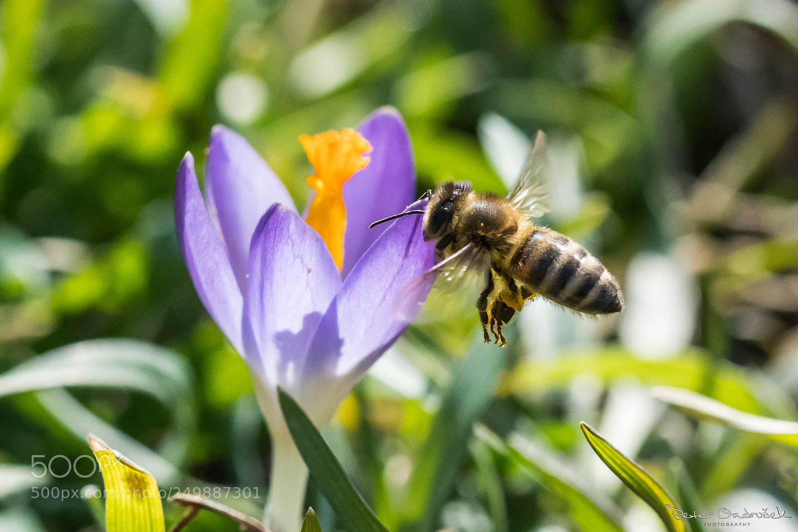 Nikon D850 sample photo. Bee photography