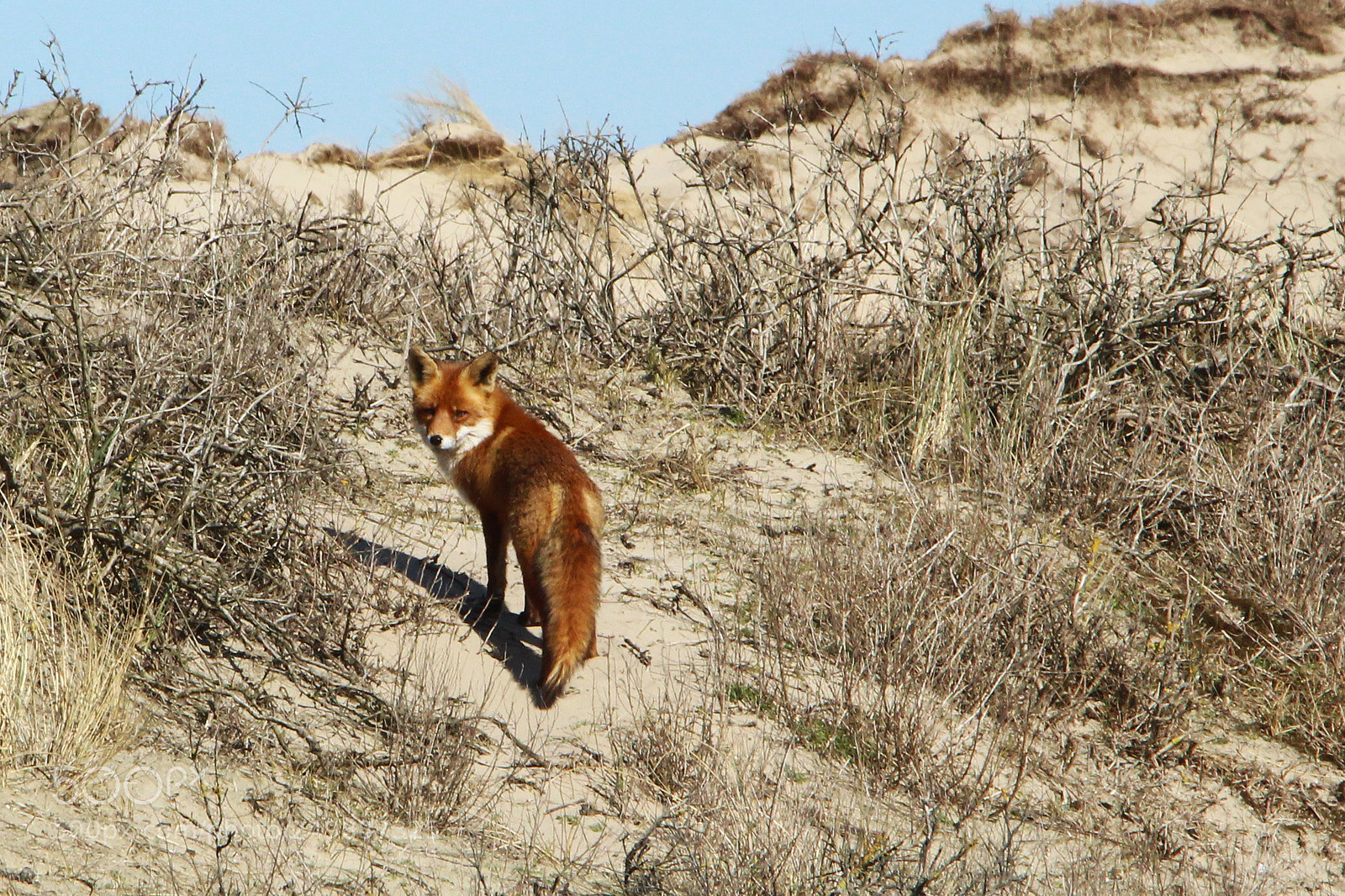 Canon EOS 700D (EOS Rebel T5i / EOS Kiss X7i) sample photo. Fox in dunes photography