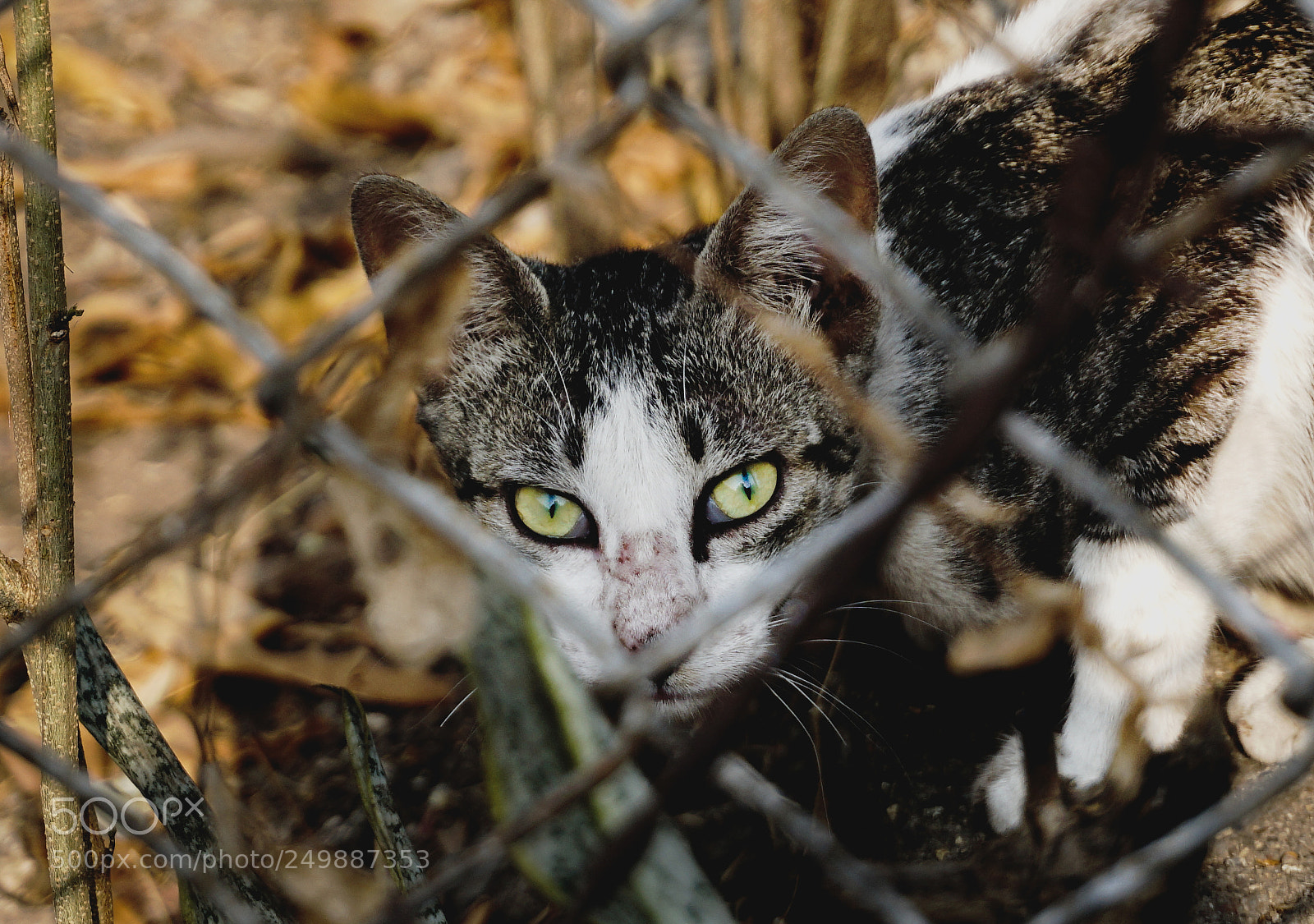 Sony a6000 sample photo. Predator eyes photography