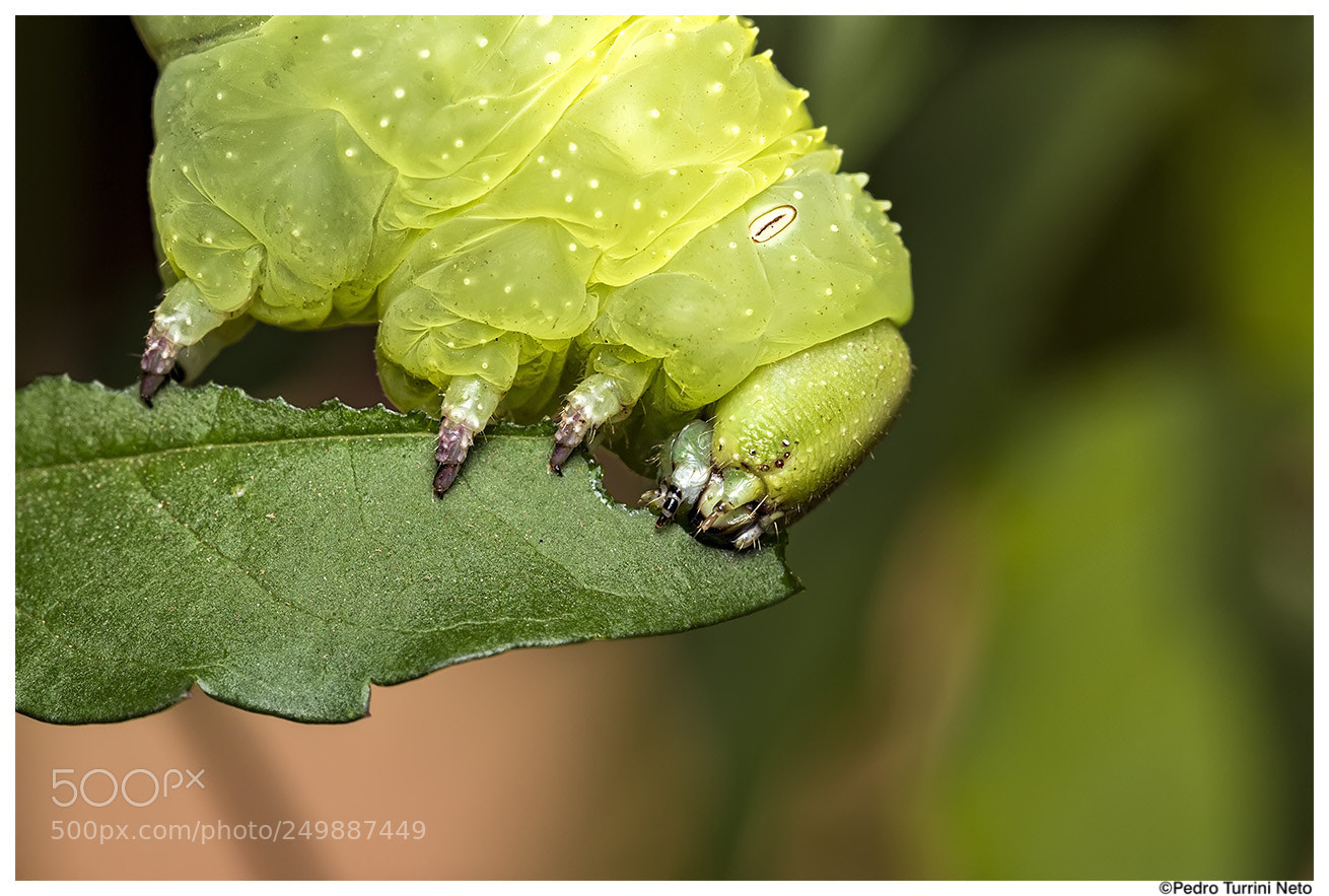Canon EOS 600D (Rebel EOS T3i / EOS Kiss X5) sample photo. Green caterpillar - manduca photography