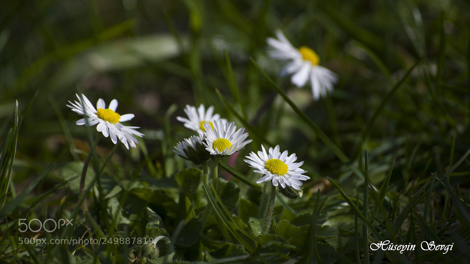 Nikon D7000 sample photo. Papatya photography
