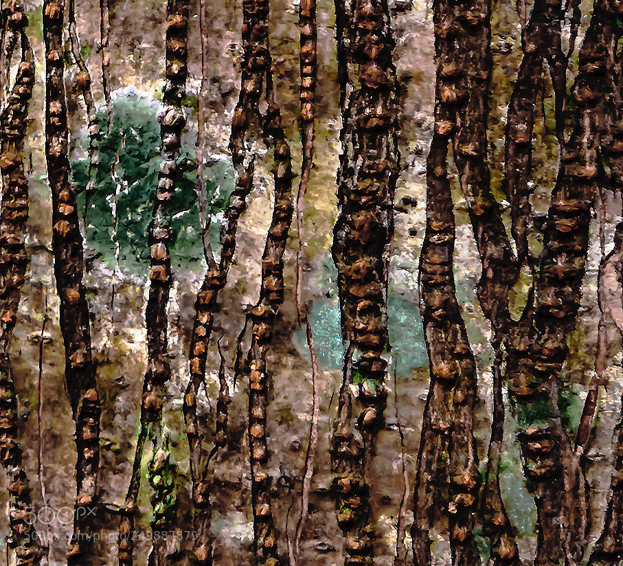 Nikon D610 sample photo. The texture of the photography