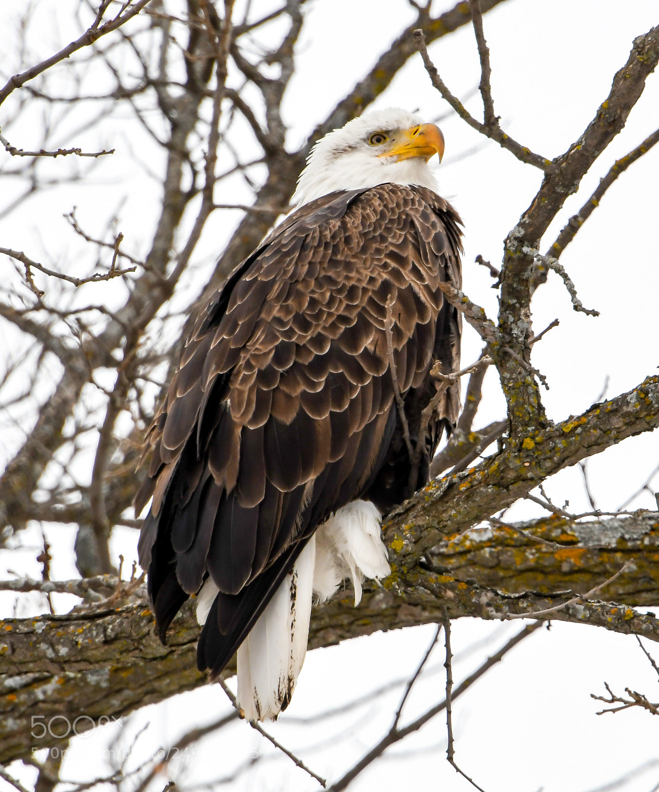 Nikon D500 sample photo. Bald eagle photography