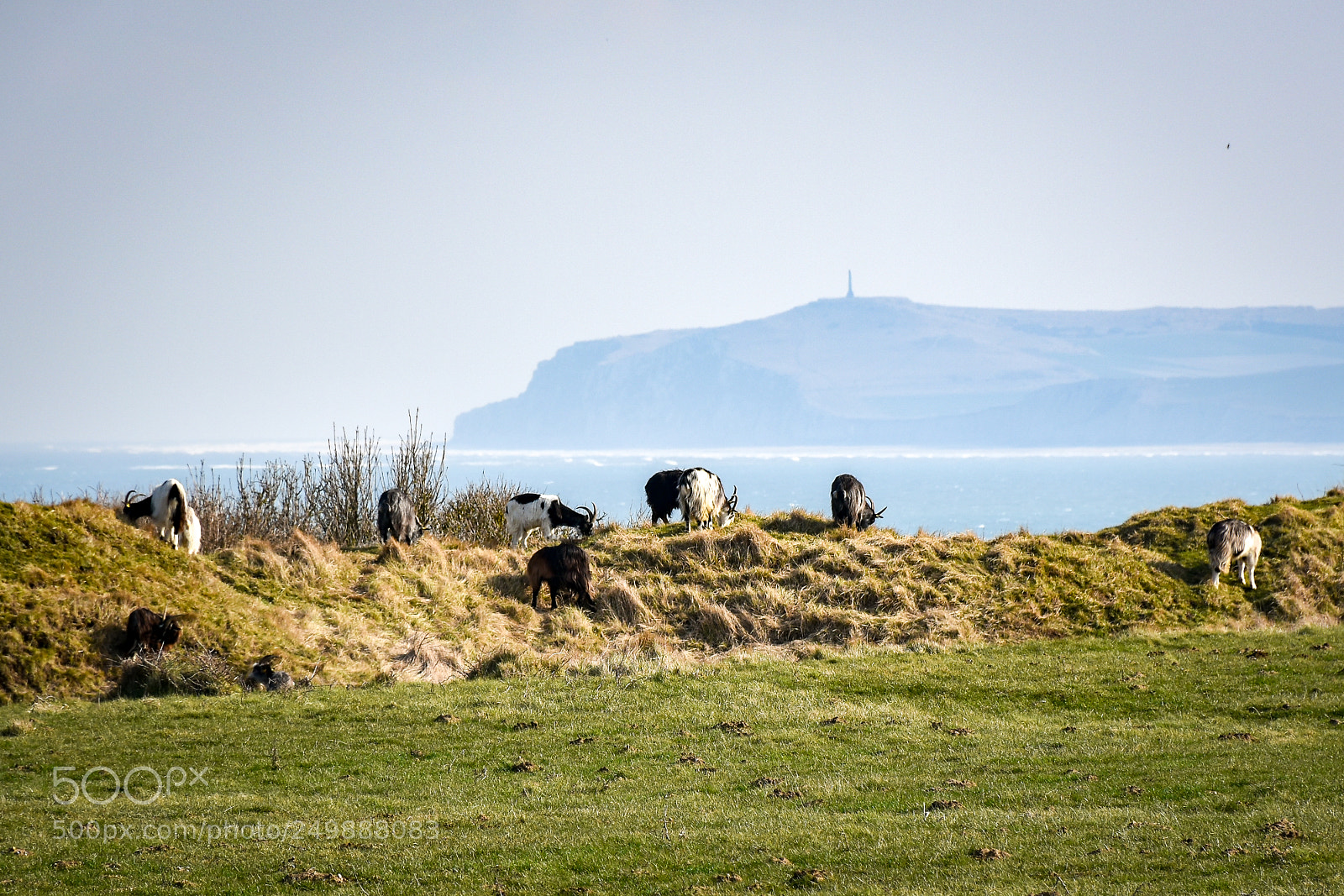 Nikon D7200 sample photo. Goats of the cap photography