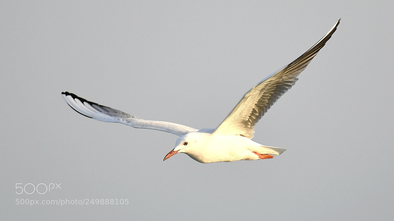 Nikon AF-S Nikkor 200-500mm F5.6E ED VR sample photo. Gull in flight photography