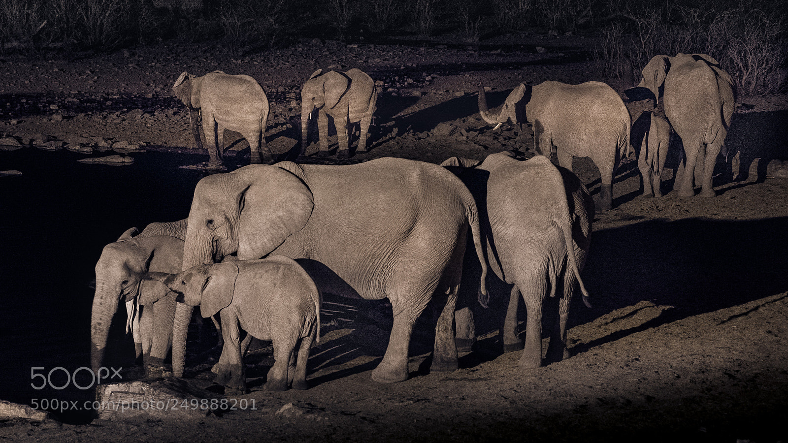 Nikon D600 sample photo. Evening drinks at etosha photography
