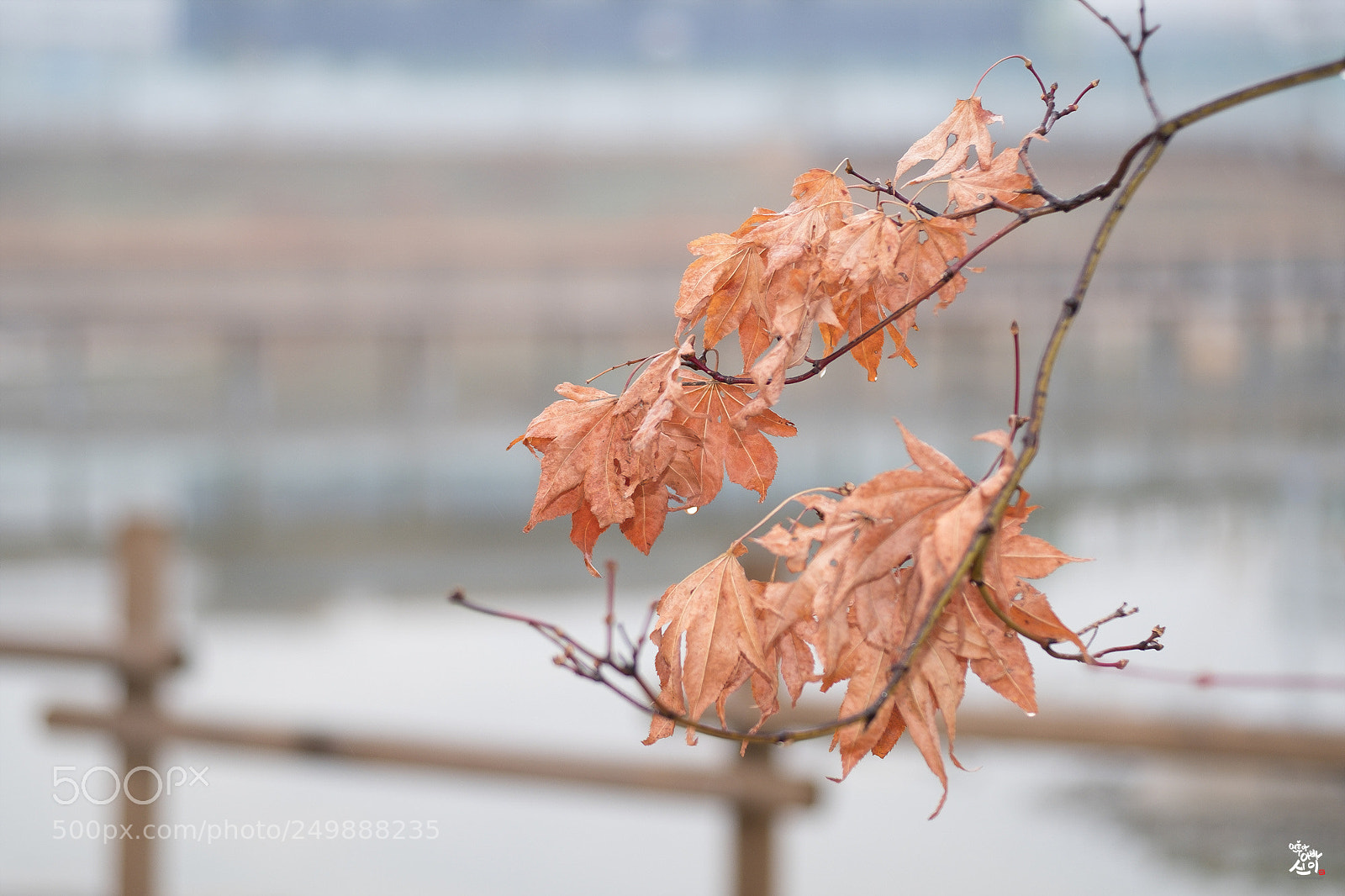 Fujifilm X-T2 sample photo. Winter leaves photography