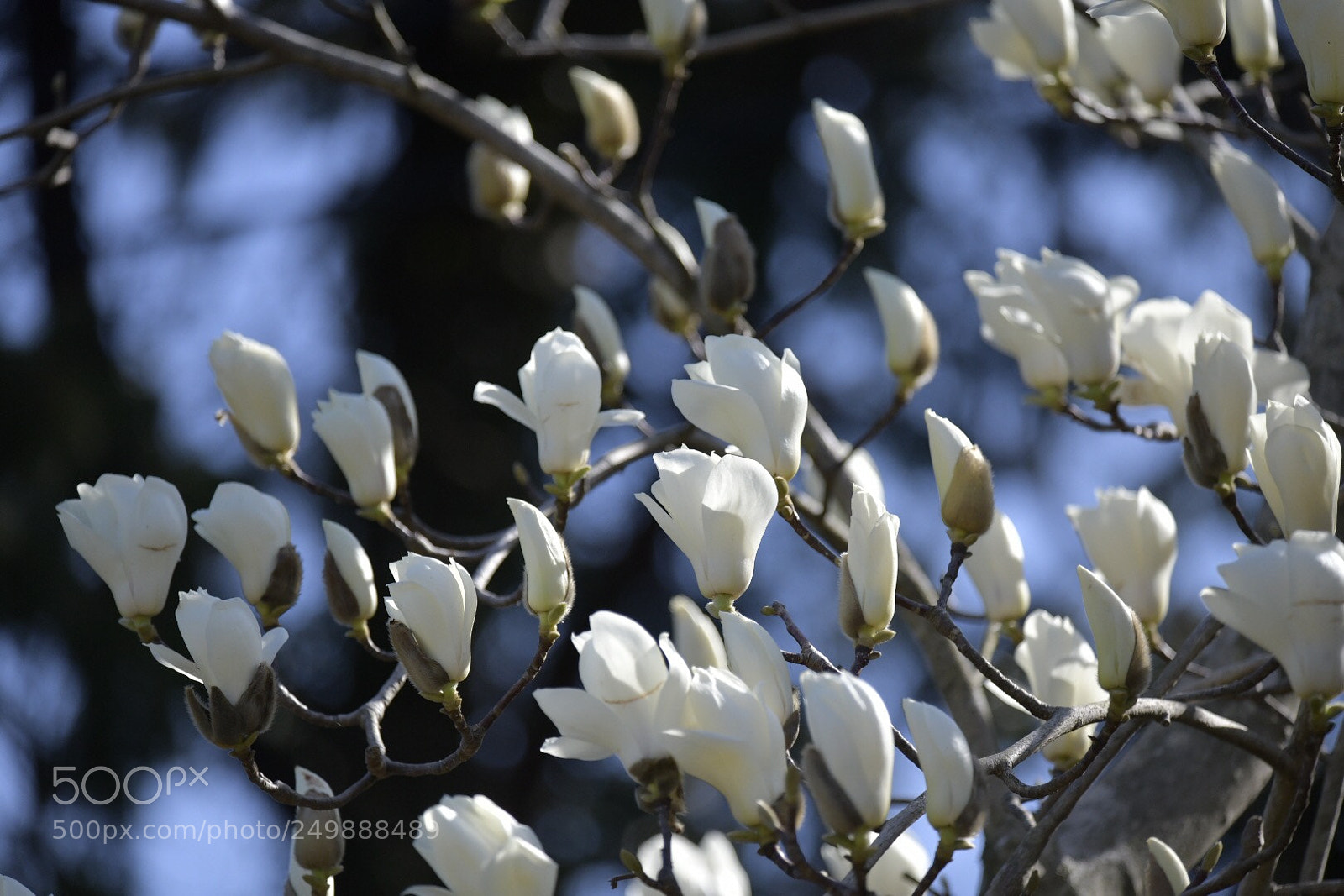 Nikon D850 sample photo. Untitled photography
