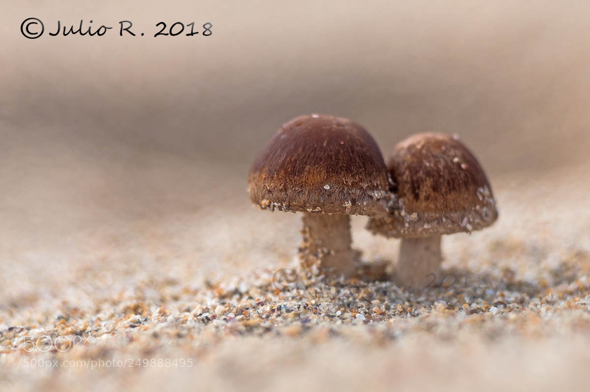 Nikon D300S sample photo. "mushrooms in the beach" photography