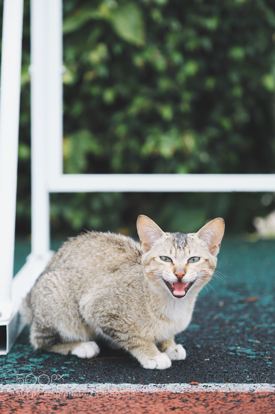Canon EOS 6D Mark II sample photo. Cat in the school photography