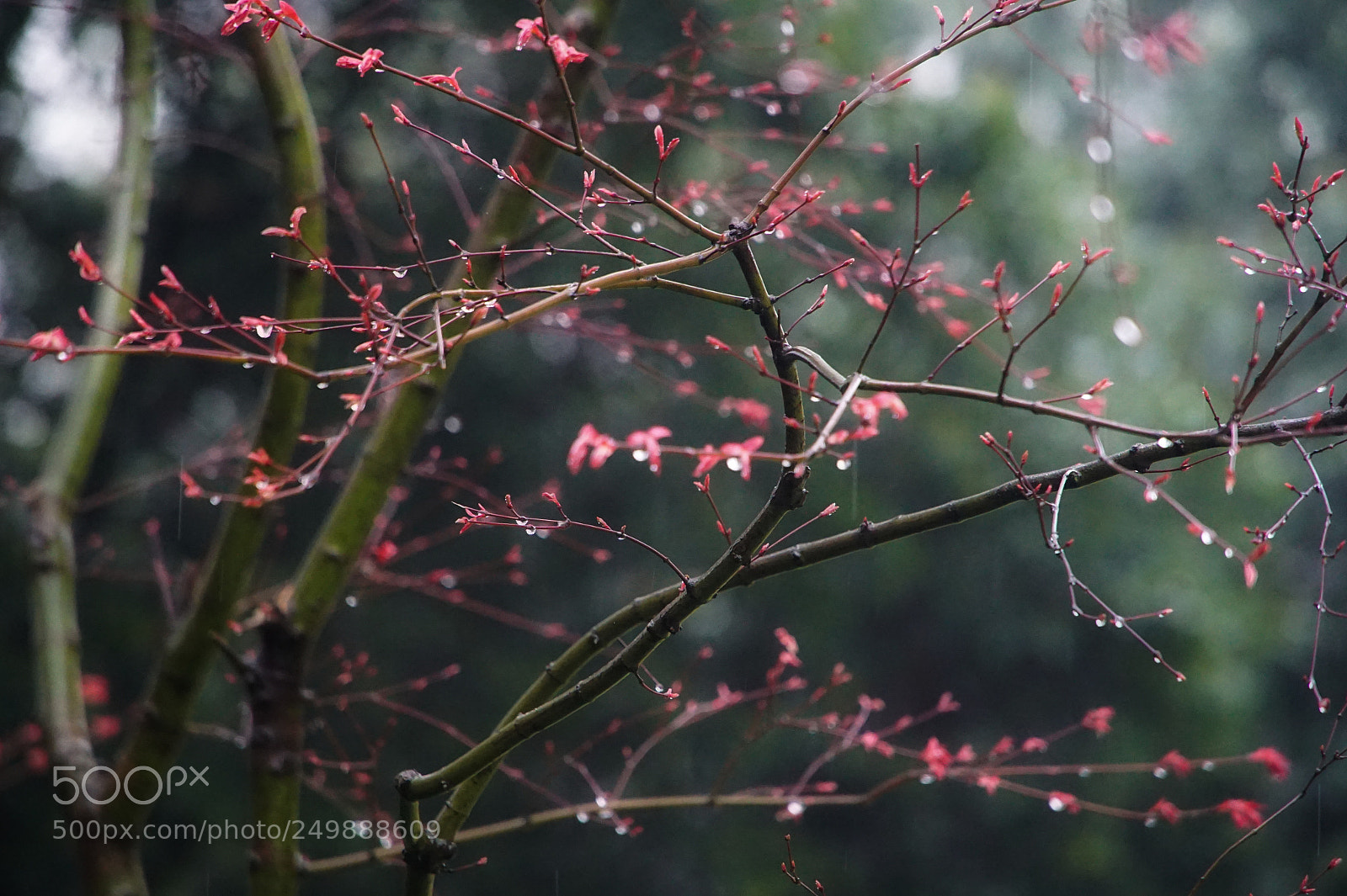 Sony a5100 sample photo. Spring, rainy season photography