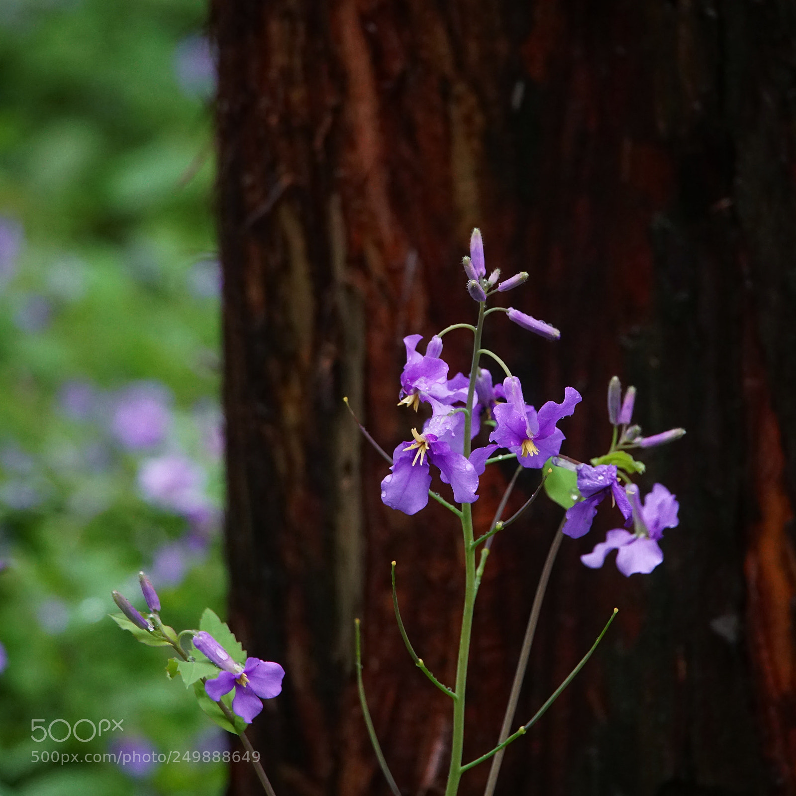 Sony a5100 sample photo. Spring, rainy season photography