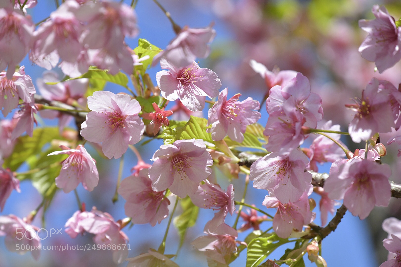 Nikon D850 sample photo. Untitled photography
