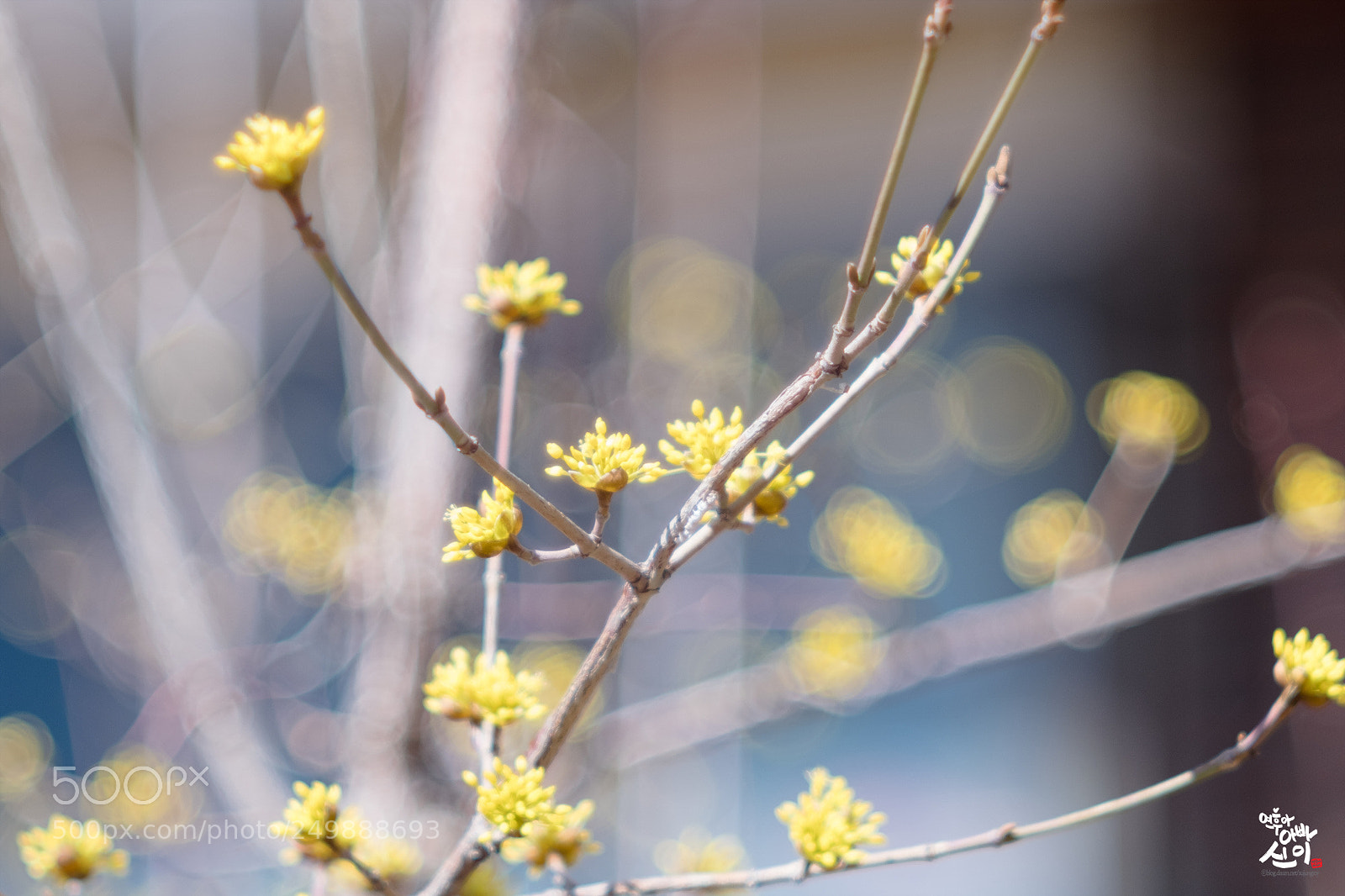 Fujifilm X-T2 sample photo. Cornus photography