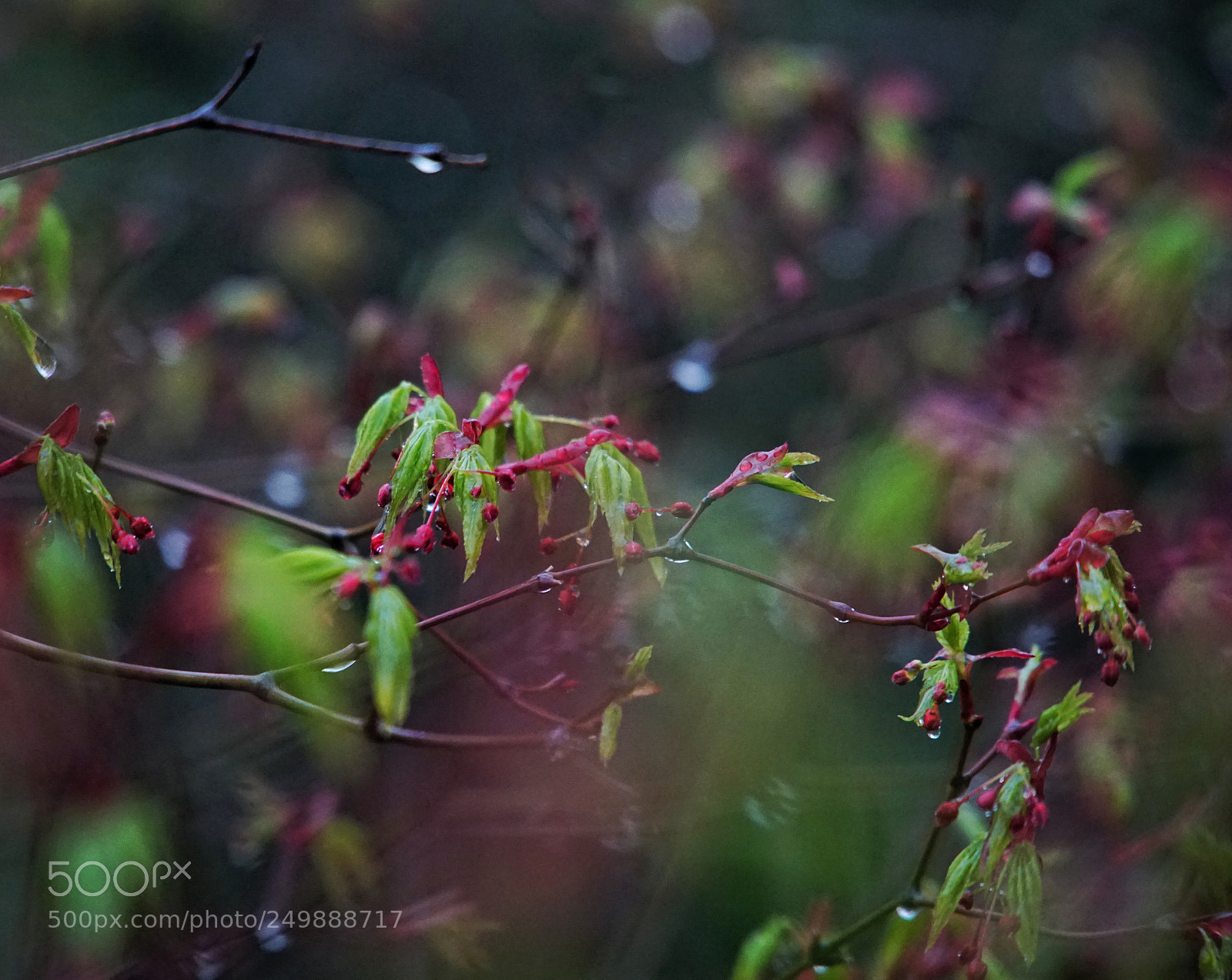 Sony a5100 sample photo. Spring, rainy season photography