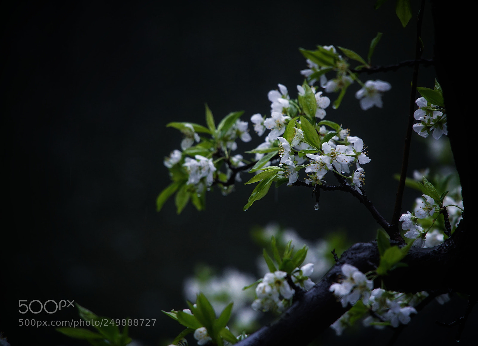 Sony a5100 sample photo. Spring, rainy season photography
