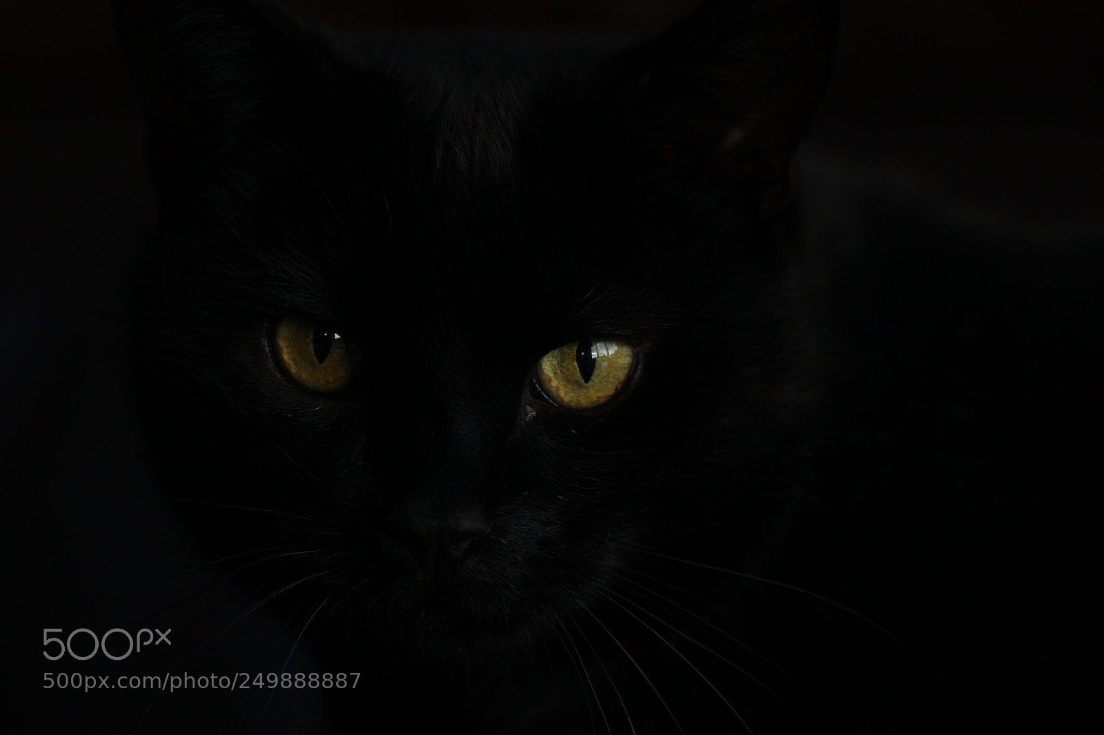 Canon EOS 100D (EOS Rebel SL1 / EOS Kiss X7) sample photo. Animal photography photography