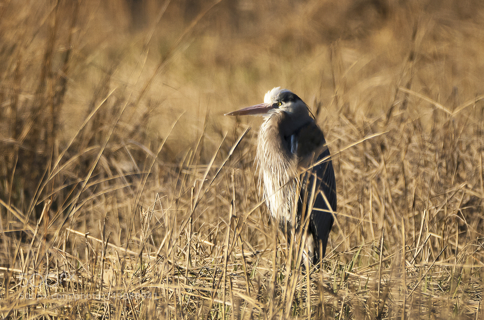 Sony a7R III sample photo. Great blue heron at photography