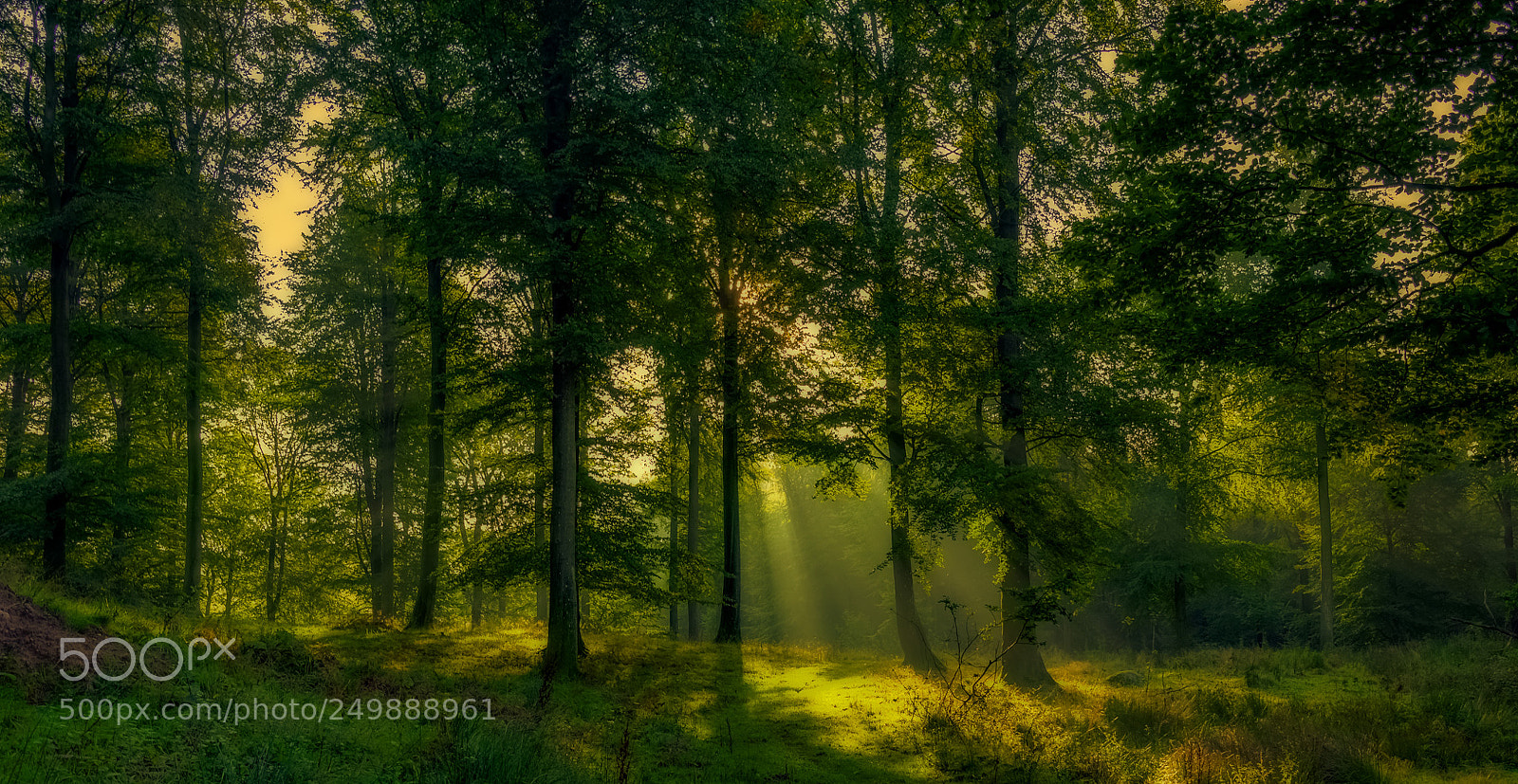 Olympus OM-D E-M1 sample photo. Trees in bidstrup forest photography