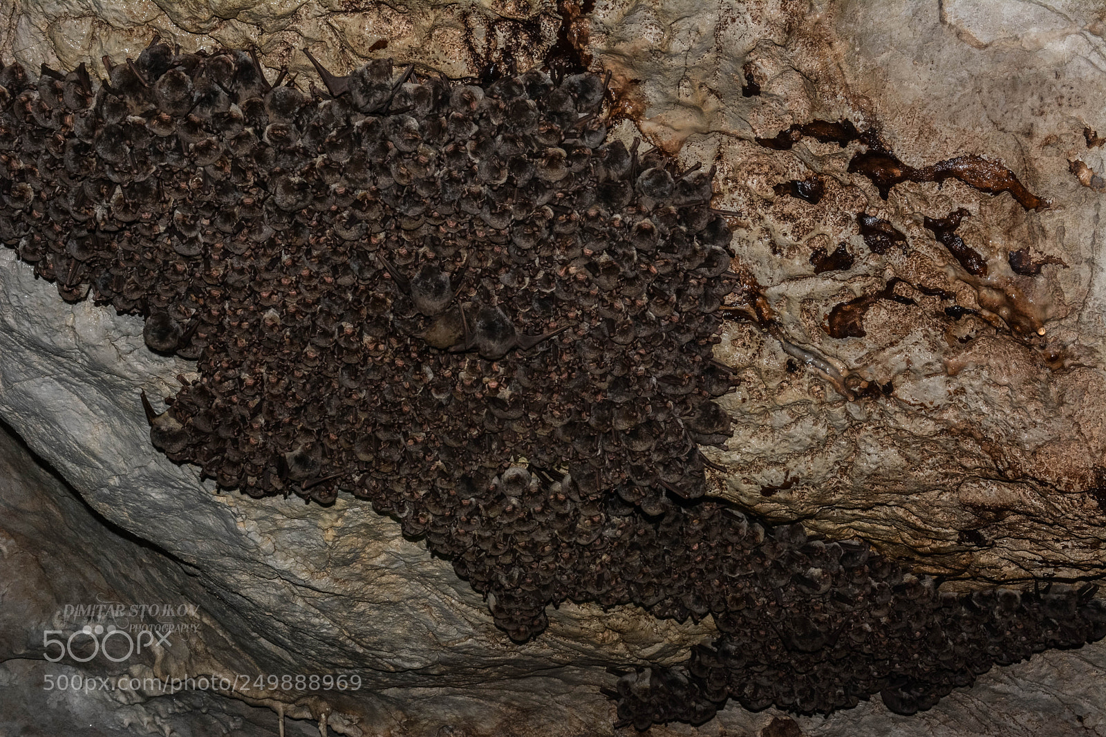 Nikon D5200 sample photo. Bat - batman photography