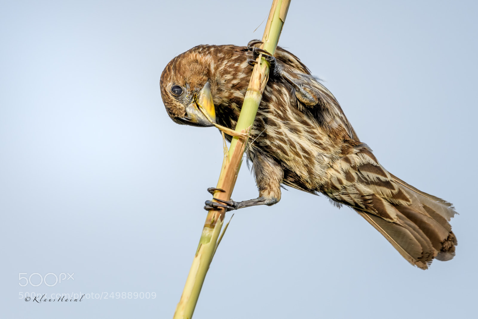 Nikon D500 sample photo. 'thick-billed weaver' photography