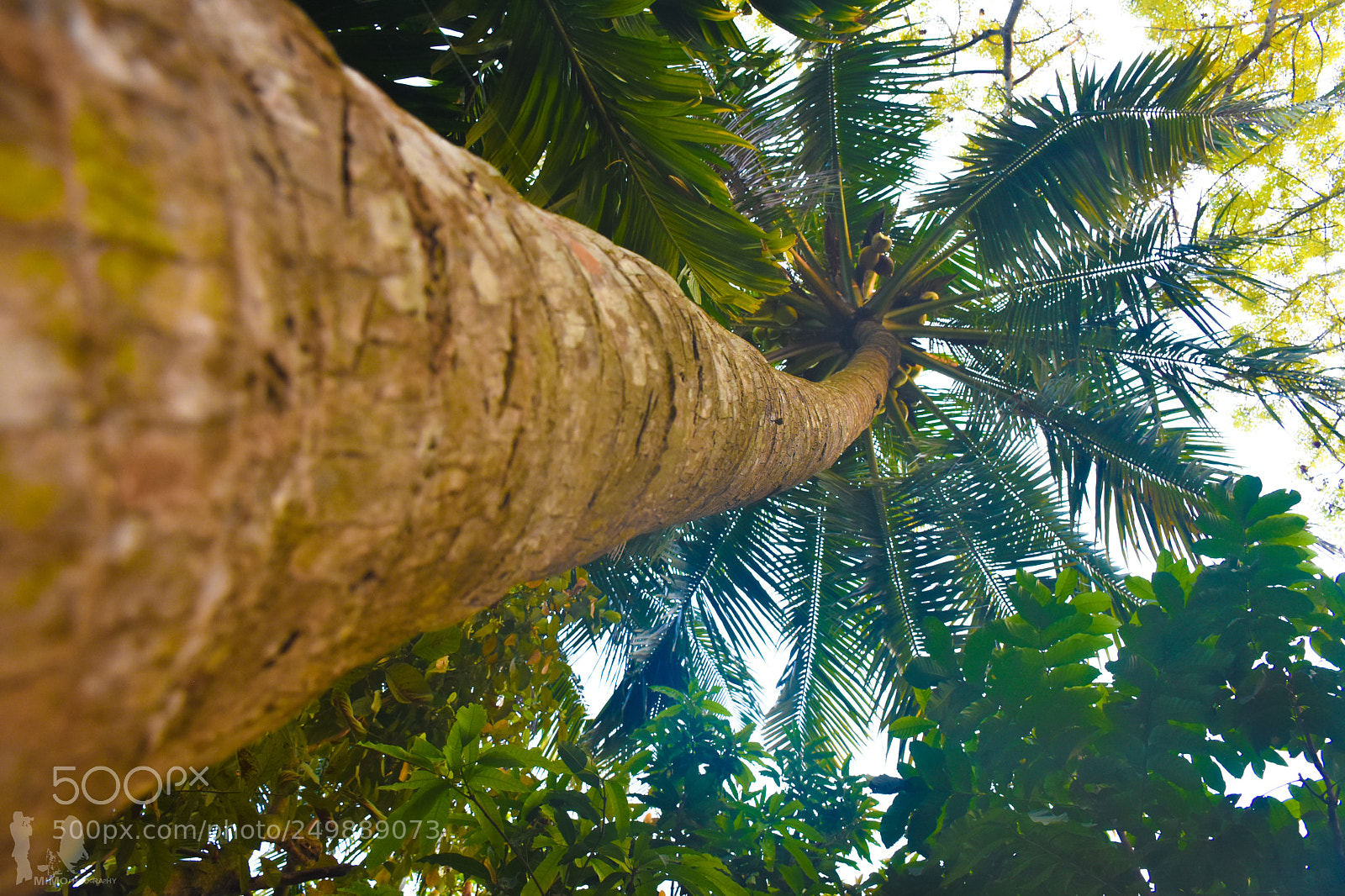 Nikon D7200 sample photo. " coconut tree " photography
