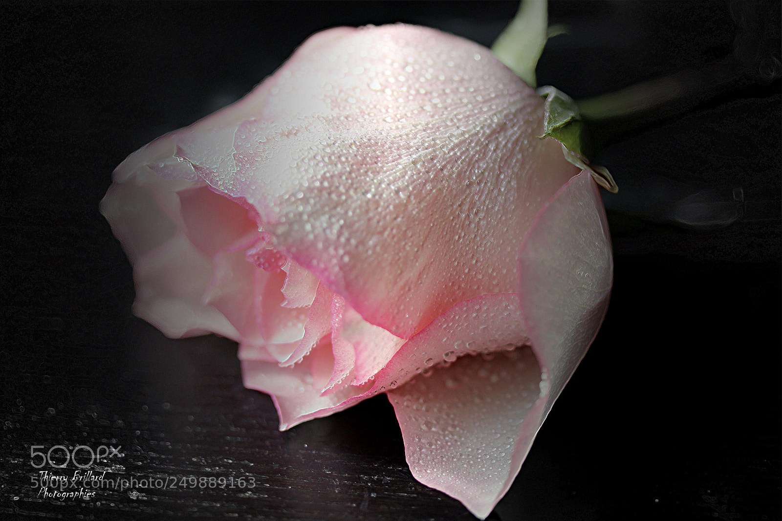 Canon EOS 600D (Rebel EOS T3i / EOS Kiss X5) sample photo. Rose sur table photography