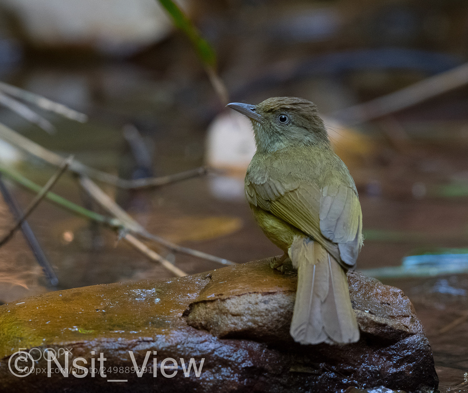 Nikon D500 sample photo. Bulbul photography