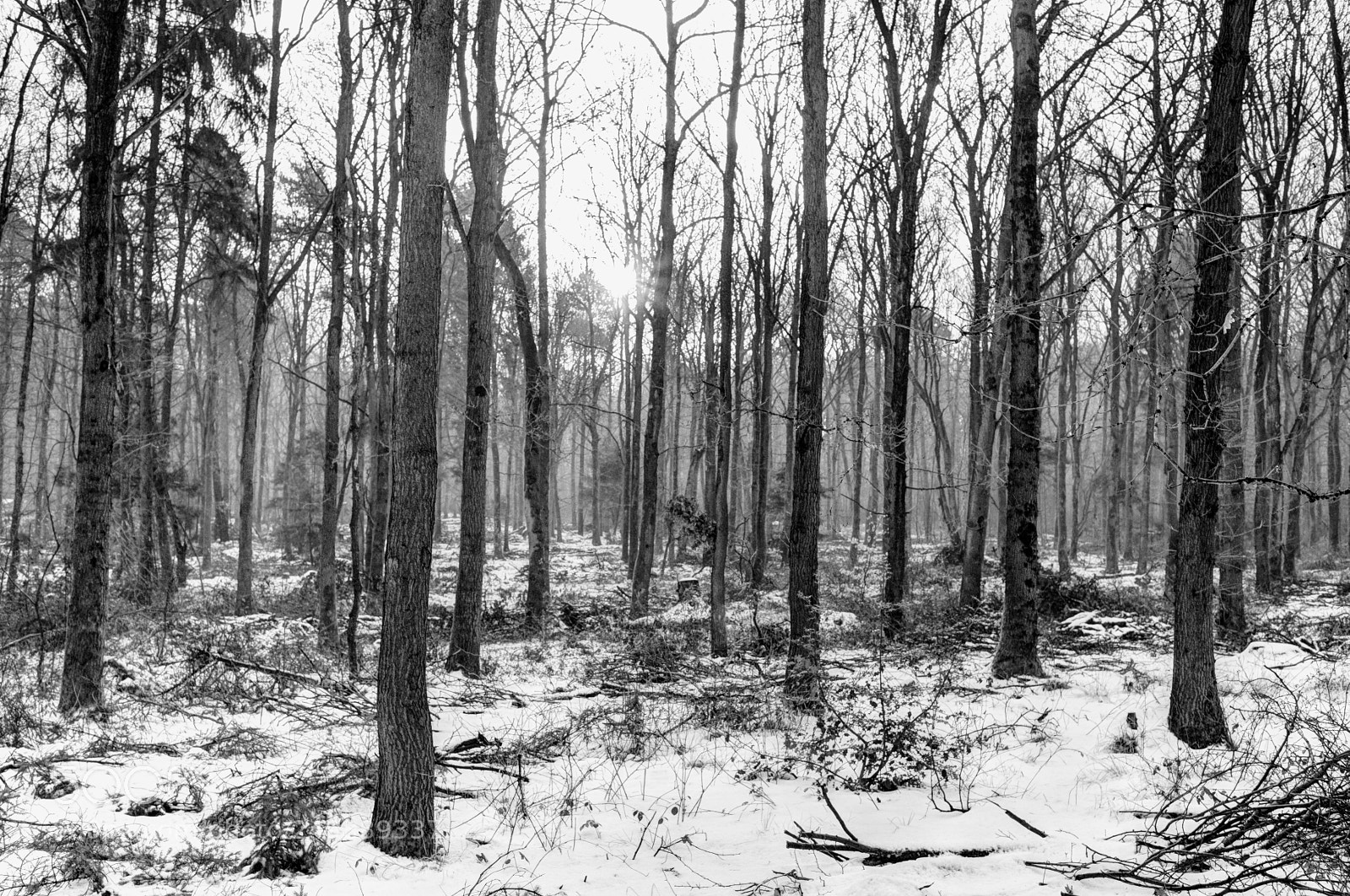 Nikon D810 sample photo. Winter forest photography