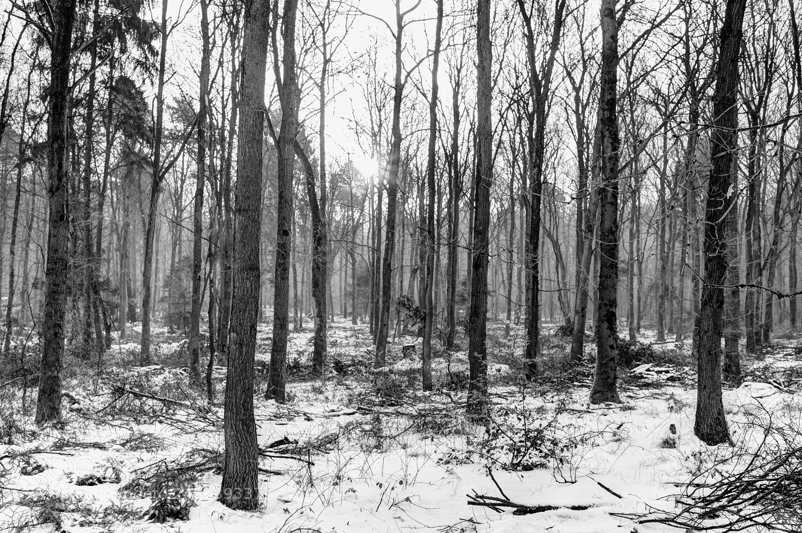 Nikon D810 sample photo. Winter forest photography