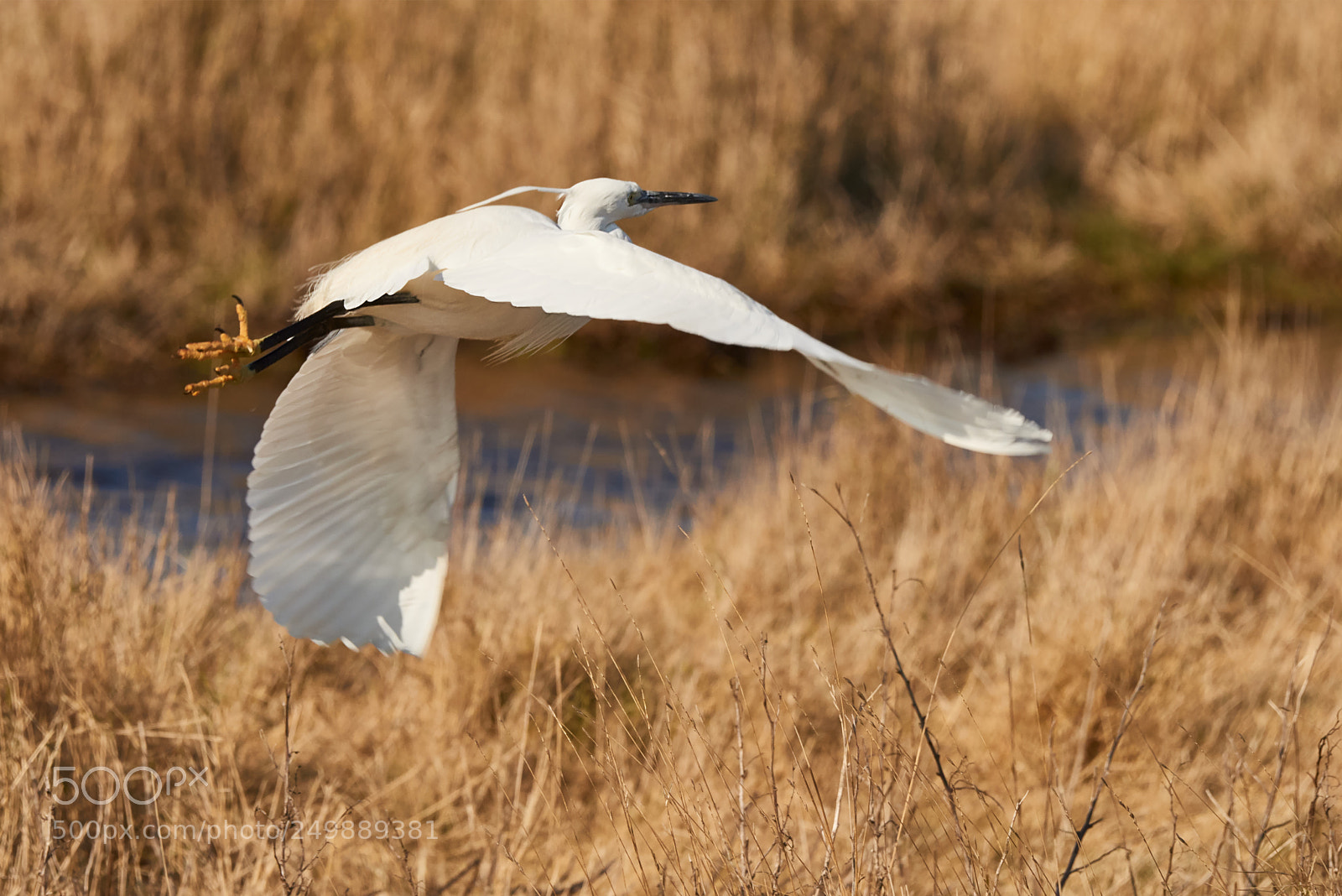 Nikon D810 sample photo. Little egrit flying photography