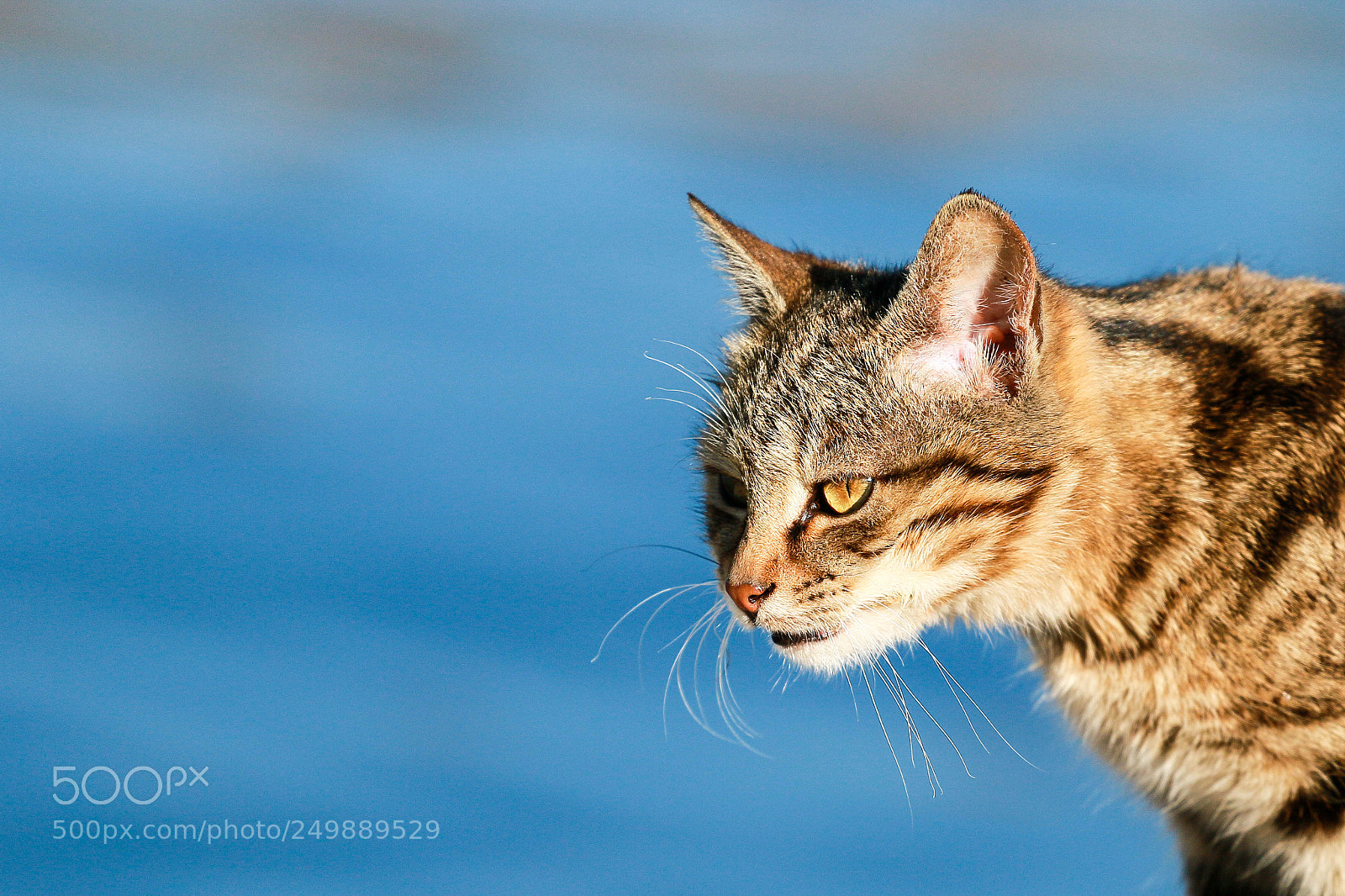 Canon EOS 70D sample photo. Cat 1 photography
