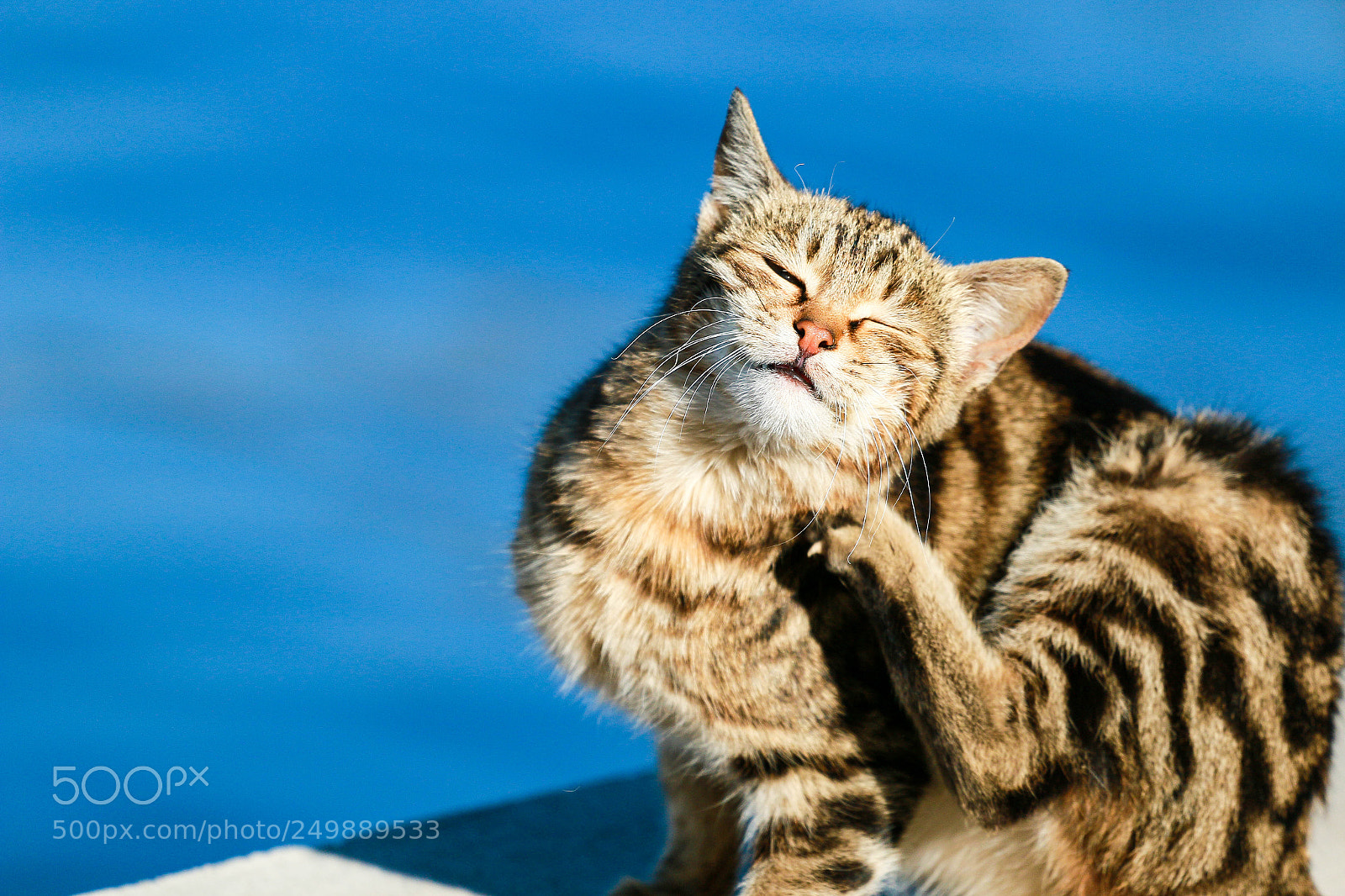 Canon EOS 70D sample photo. Cat 1 photography